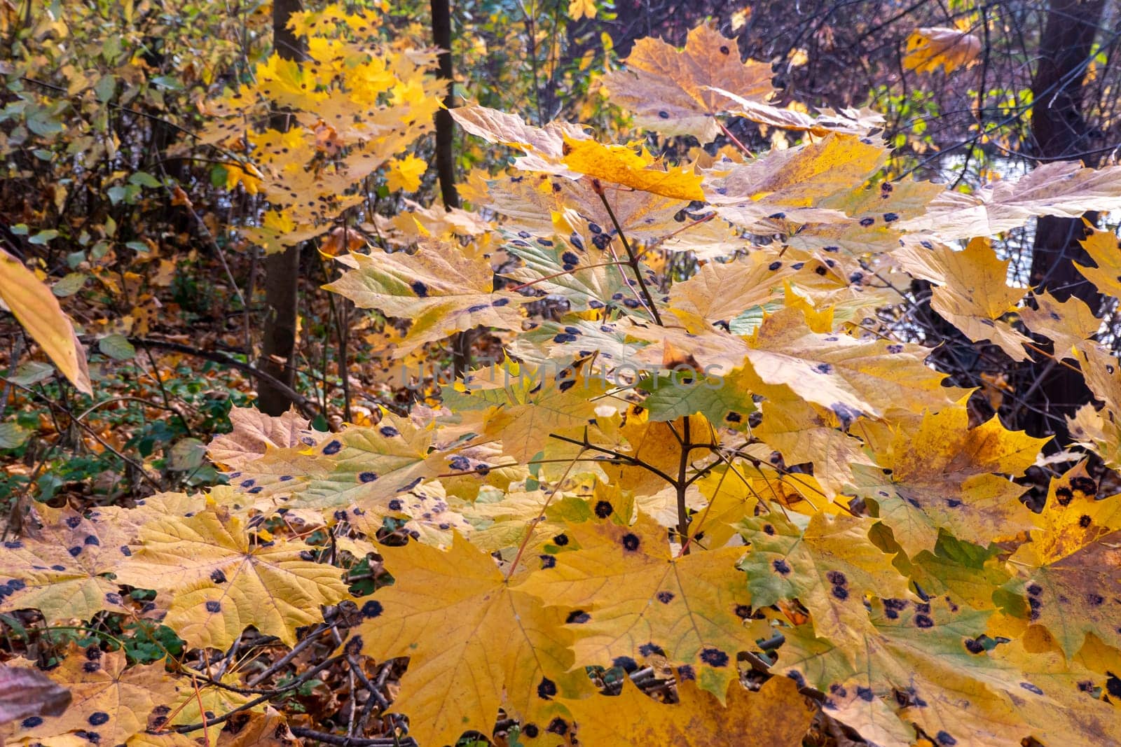 Yellow maple leaves disease with Rhytisma black spots by kajasja