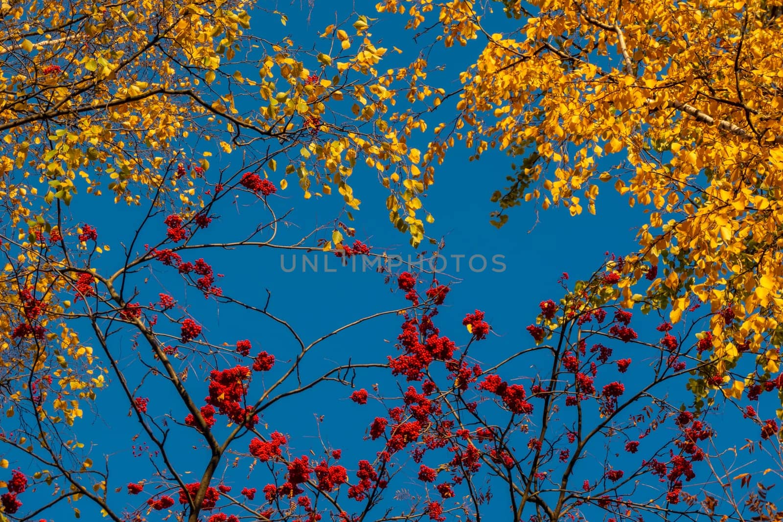 Autumn concept, birch forest. Beautiful natural bottom view of the trunks and tops of birches with golden bright autumn foliage against a blue sky. High quality photo