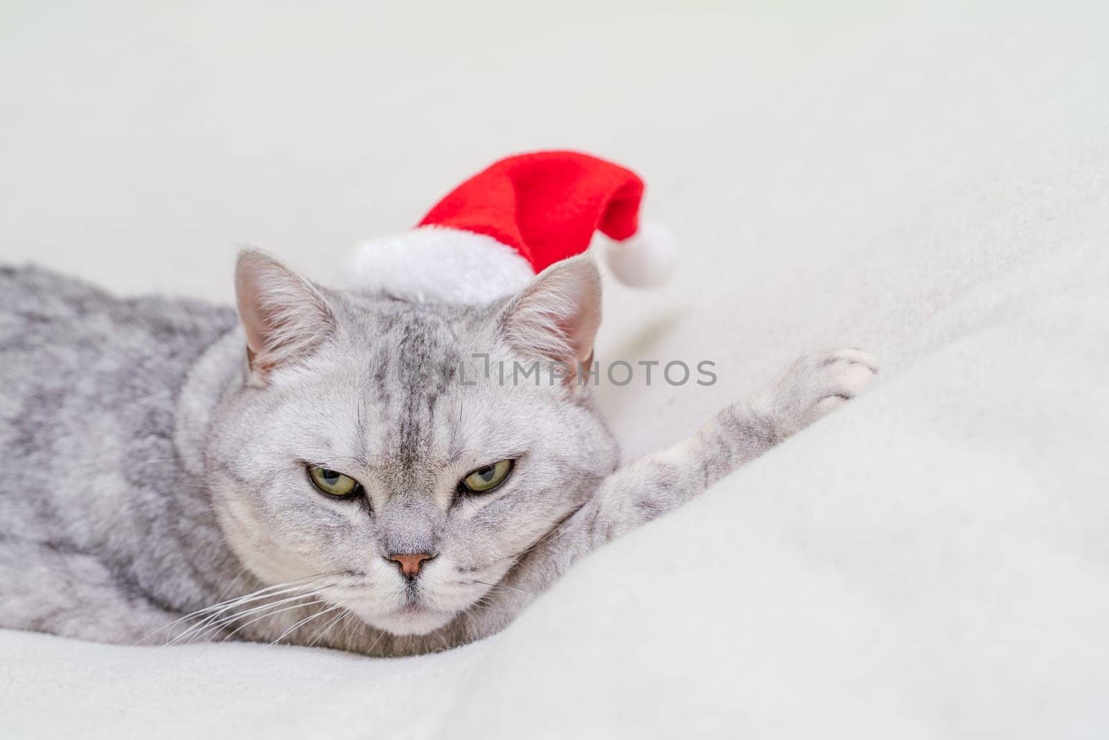 Scottish straight Christmas cat in a red santa hat sleeps on a white blanket. Pets, Christmas stories with pets