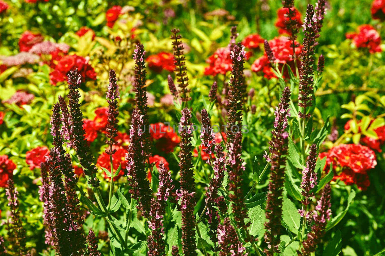 Pink red sage salvia flowers and roses among many garden plants, green grass by jovani68
