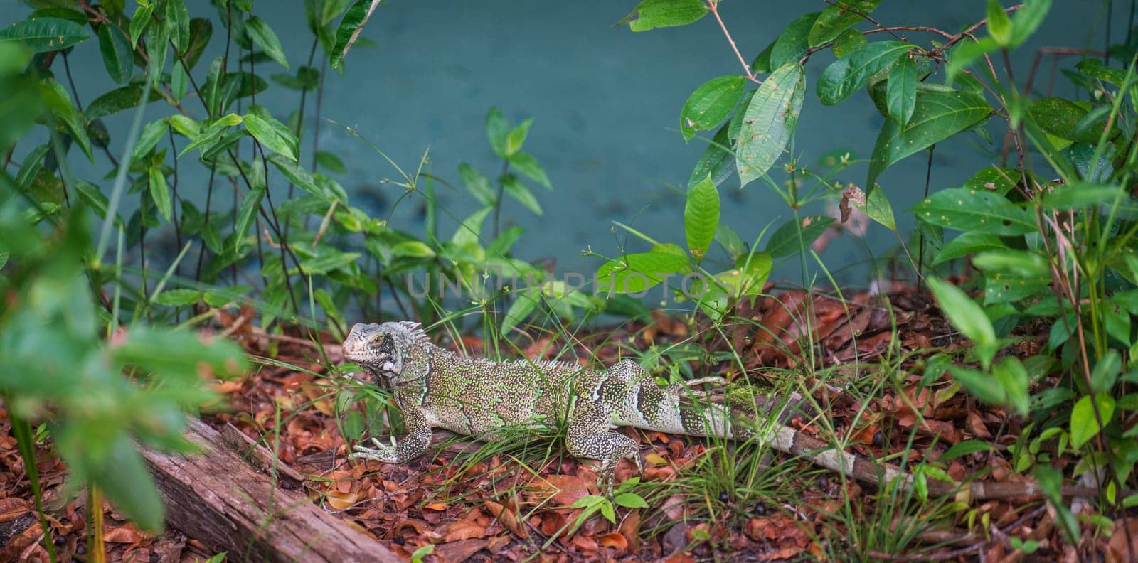 A close-up view of an iguana walking on brown leaves of the tropical rainforest near a green river. Beautiful green scenery surrounds it.