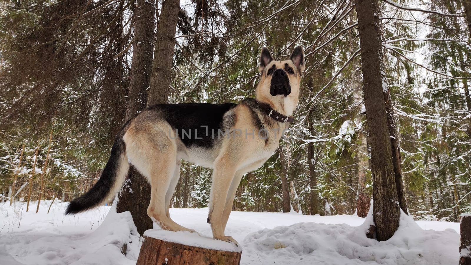 Dog German Shepherd in winter day and white snow arround. Waiting eastern European dog veo in cold weather
