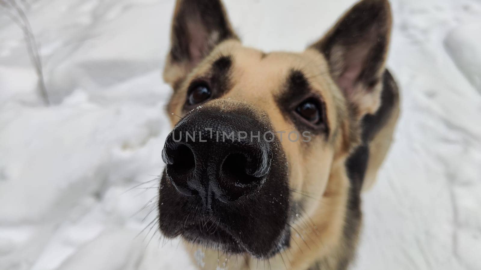 Portrait and bit muzzle of Dog German Shepherd and black nose. Russian eastern European dog veo and partial focus