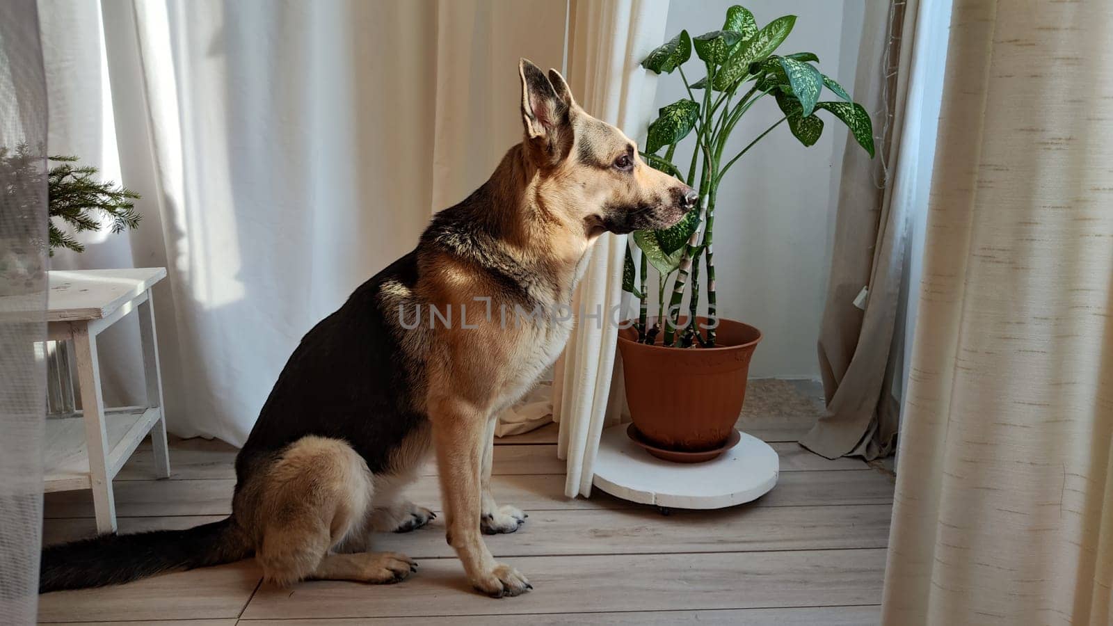 Dog German Shepherd inside of room. Russian eastern European dog veo indoors