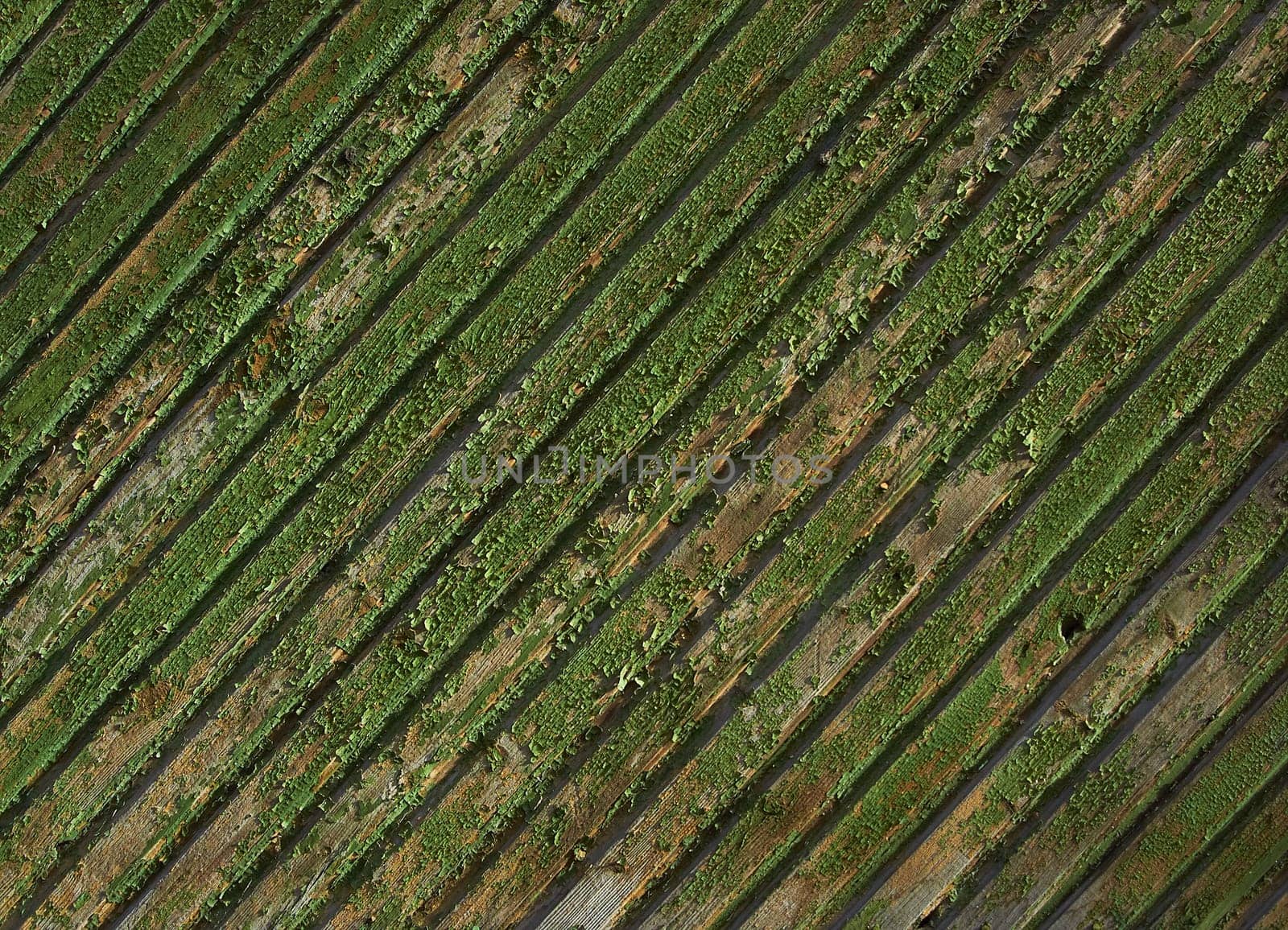 Green wall made of wooden boards as an abstract background texture by Севостьянов