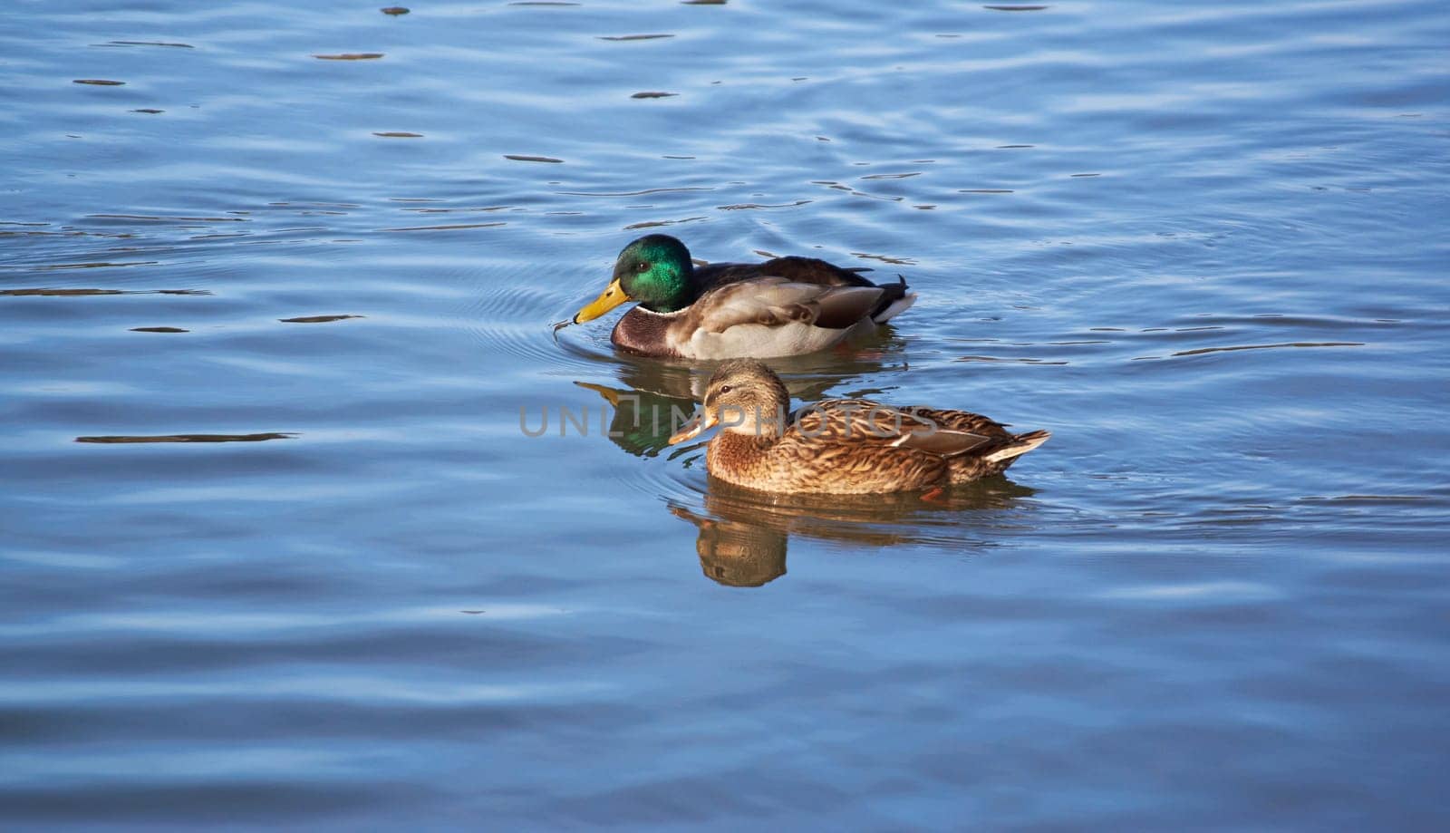 Wild ducks on the water swim on a sunny day by Севостьянов