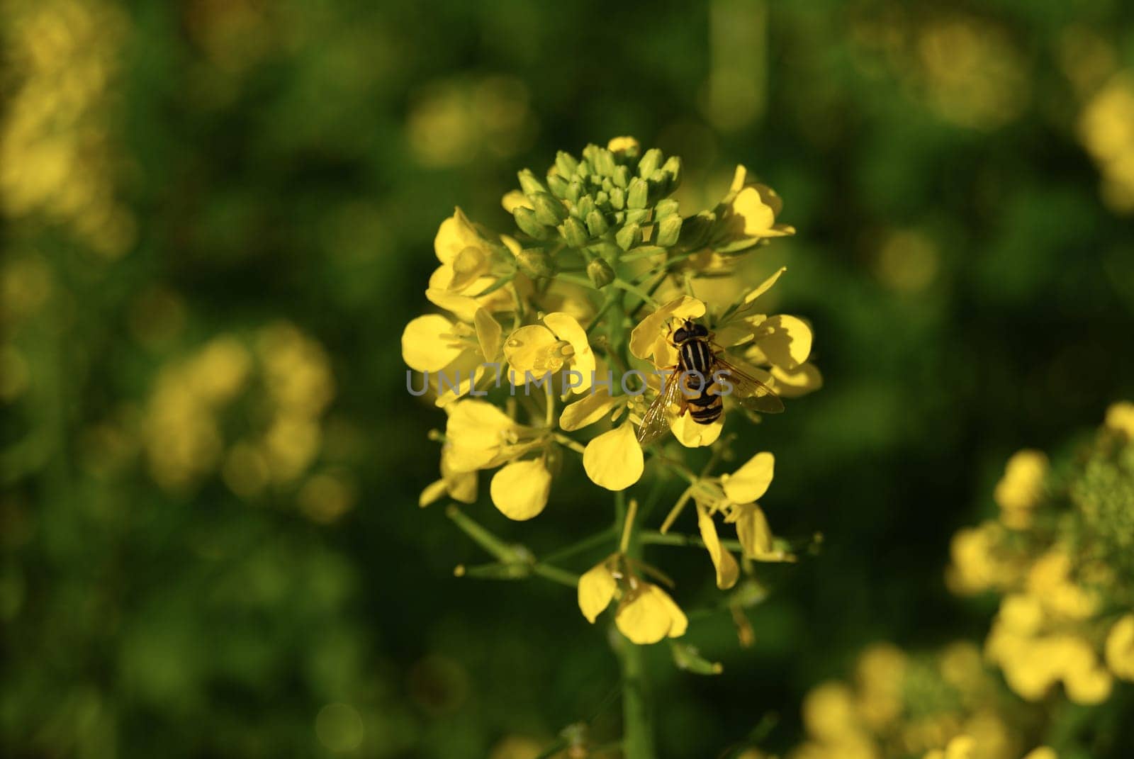 bee on yellow mustard flower in summer garden