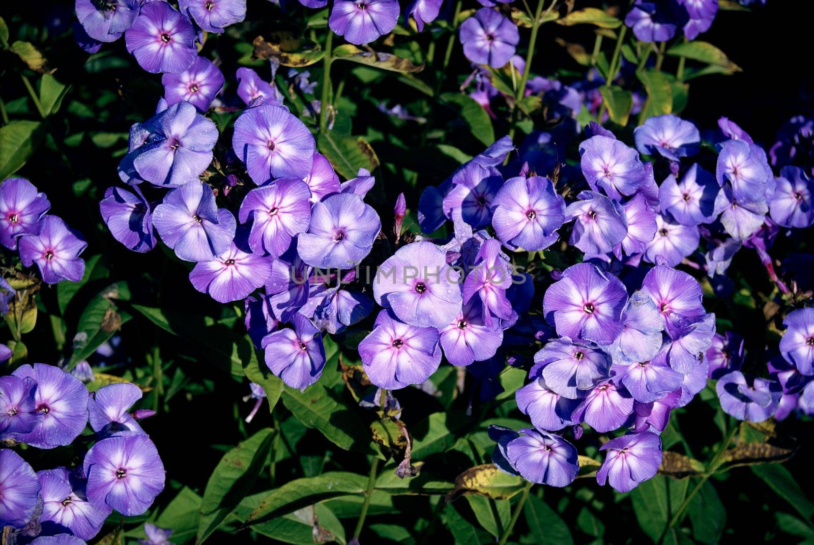 shrub phlox blue lilac blooms in the garden in green foliage
