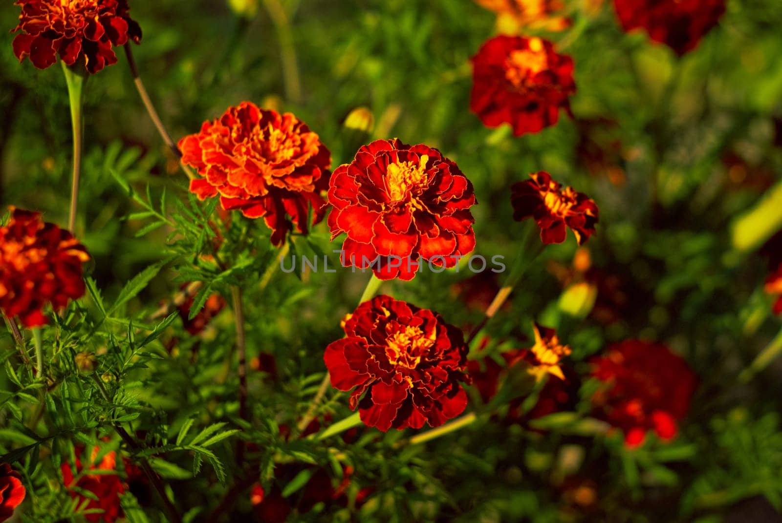 bush of red flowers of calendula on a blurred background among the greenery in the garden