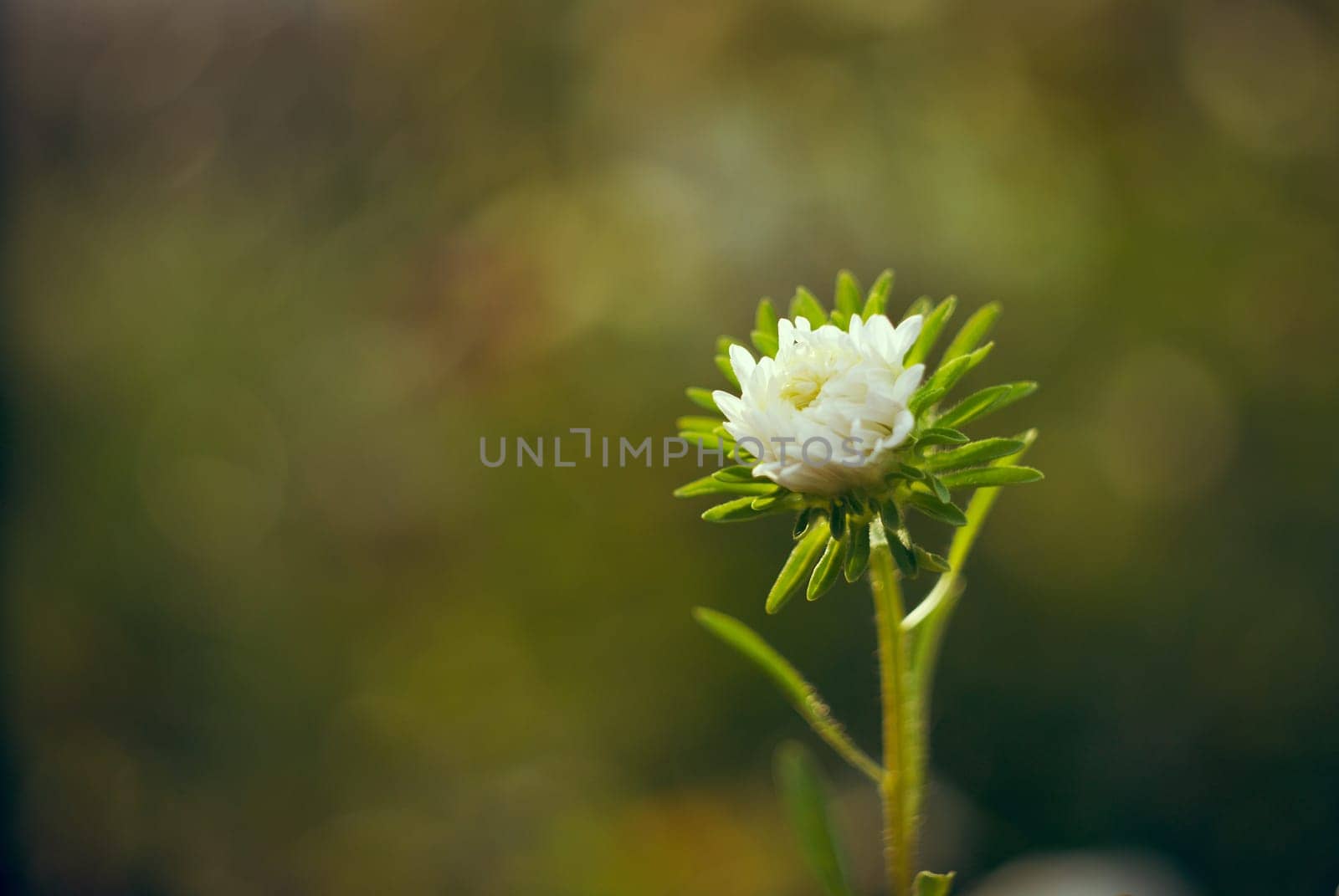 one white not blossoming flower on a blurred background