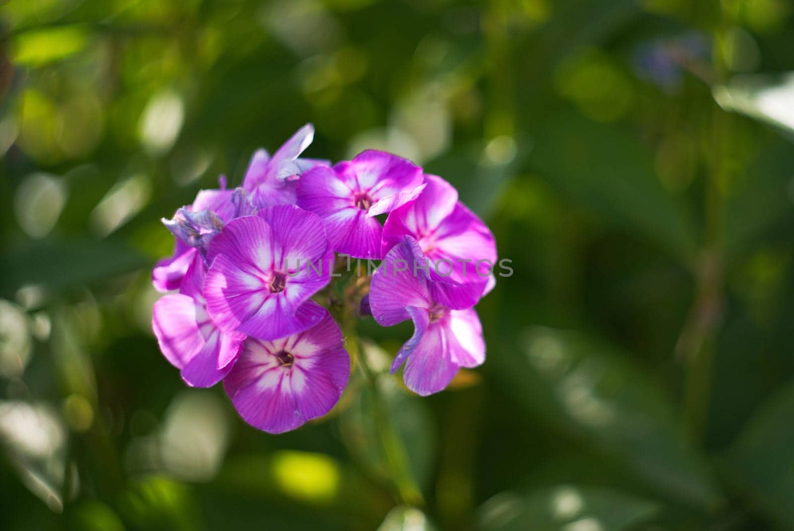 red lilac phlox on a blurred background with dew drops on the petals
