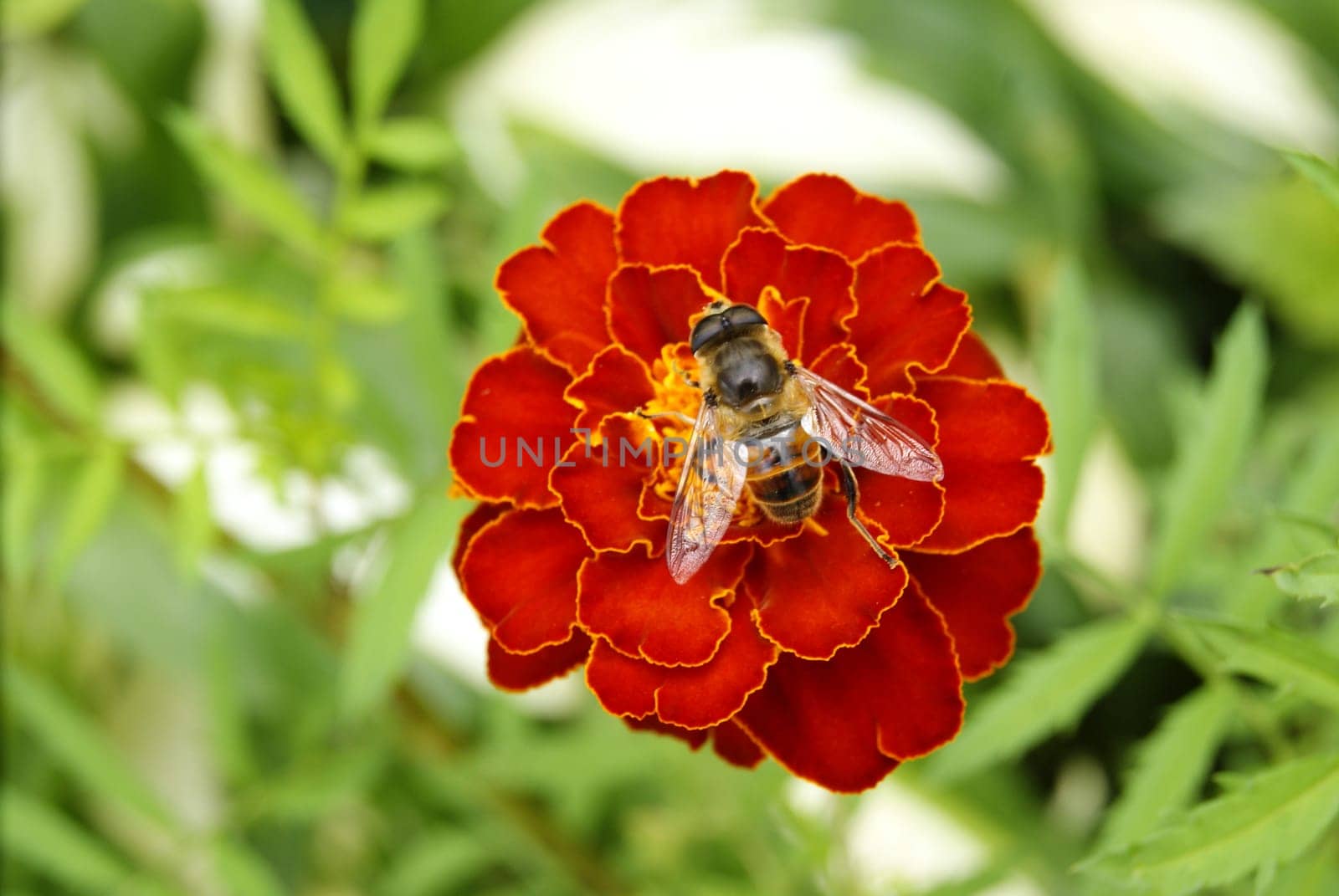 A bee on a bright red saffron flower on a summer day among the greenery