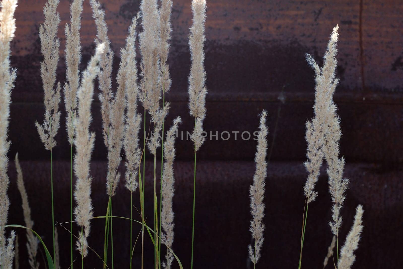 Dry spikelets of fluffy grass against the background of an old rusty metal fence. Abstract background.