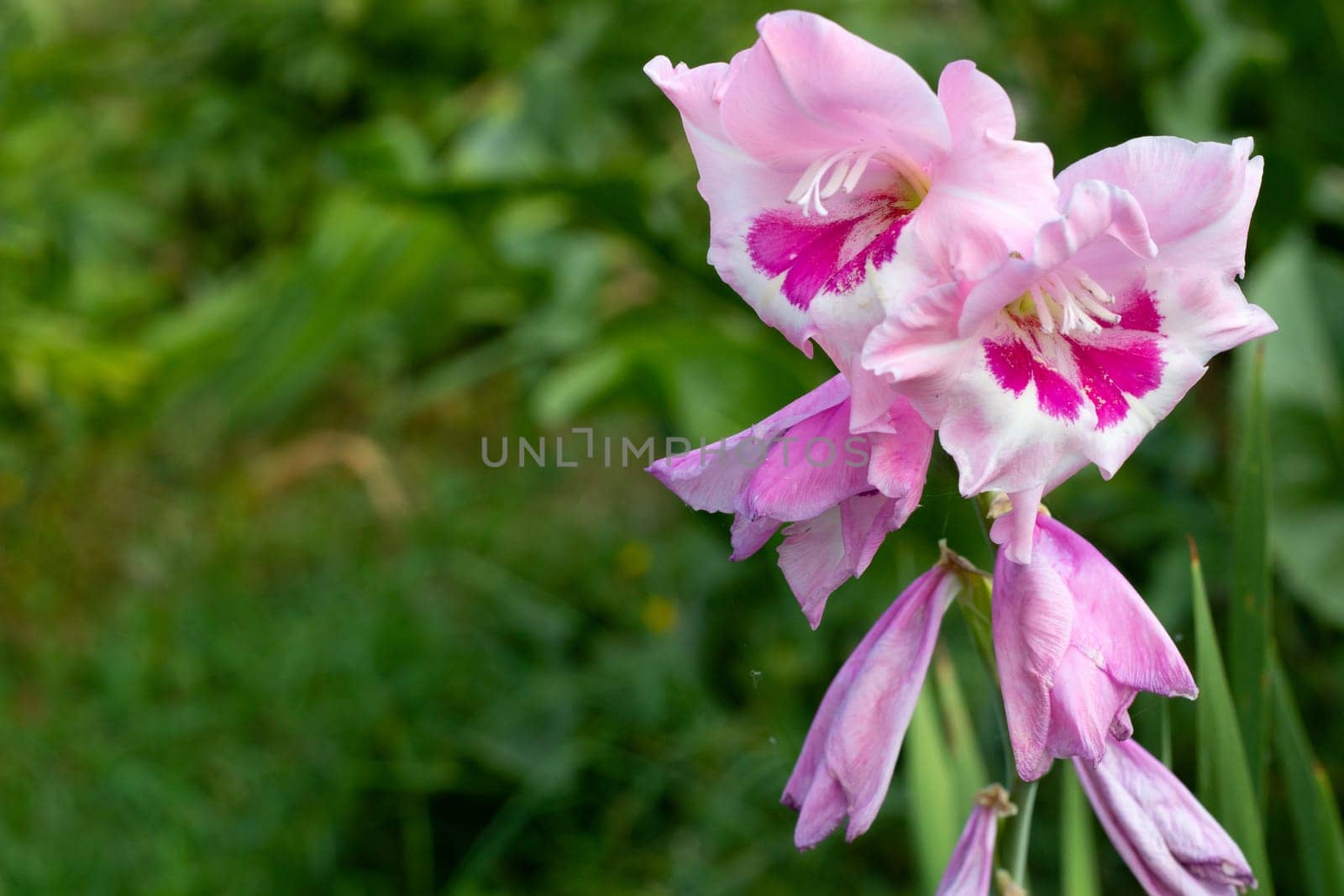 Pink flowers of gladiolus on a green background. Place for an inscription.