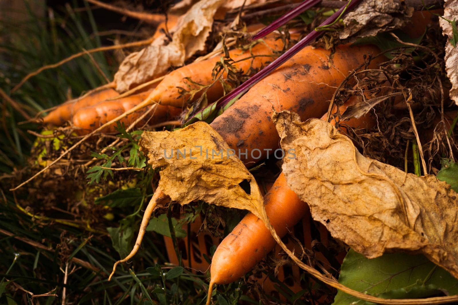 Close up root vegetable orange carrot with tops. by electrovenik