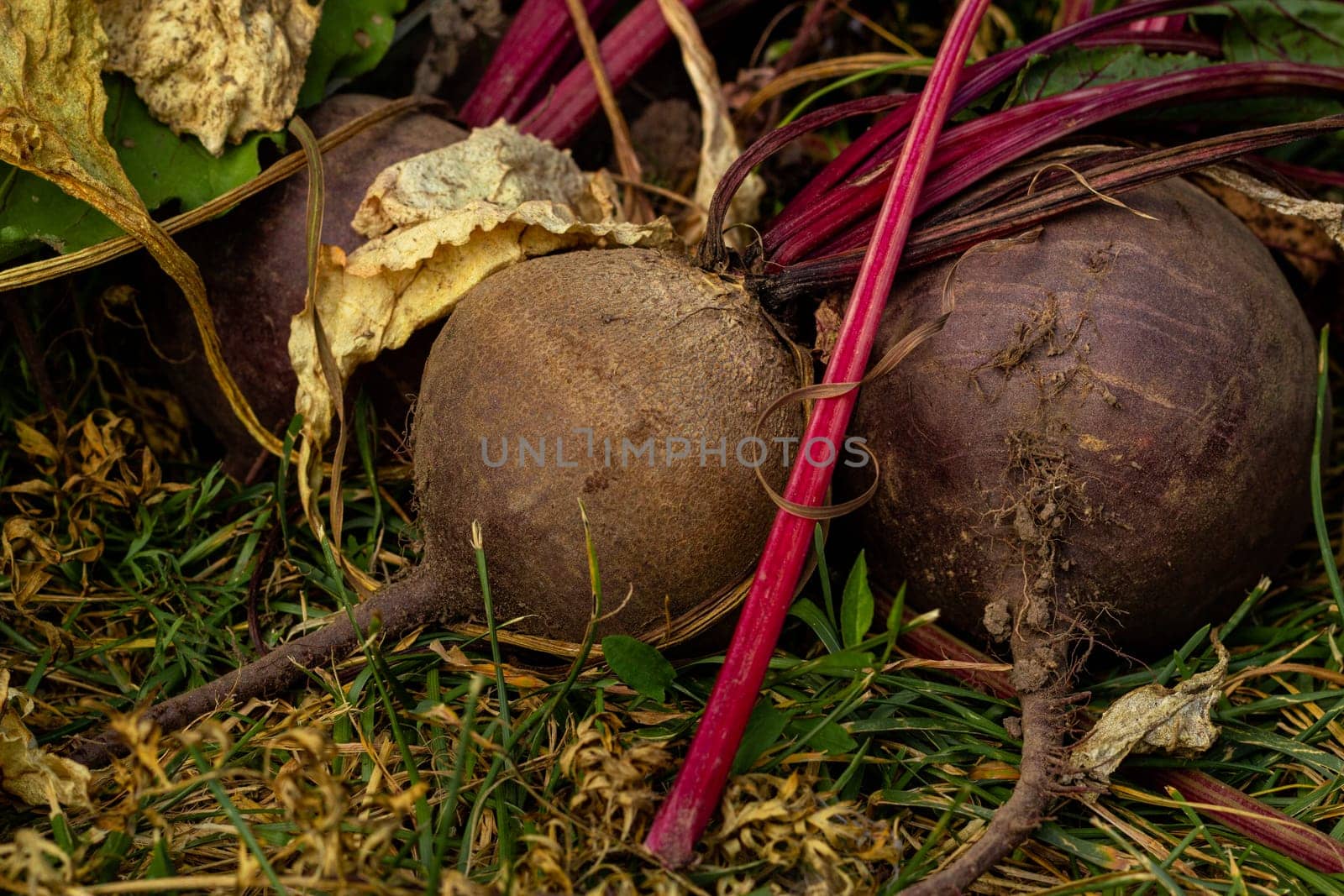 Close-up of a root vegetable red beets with tops. Vegetables in the garden. Agriculture. Harvest. Healthy food.