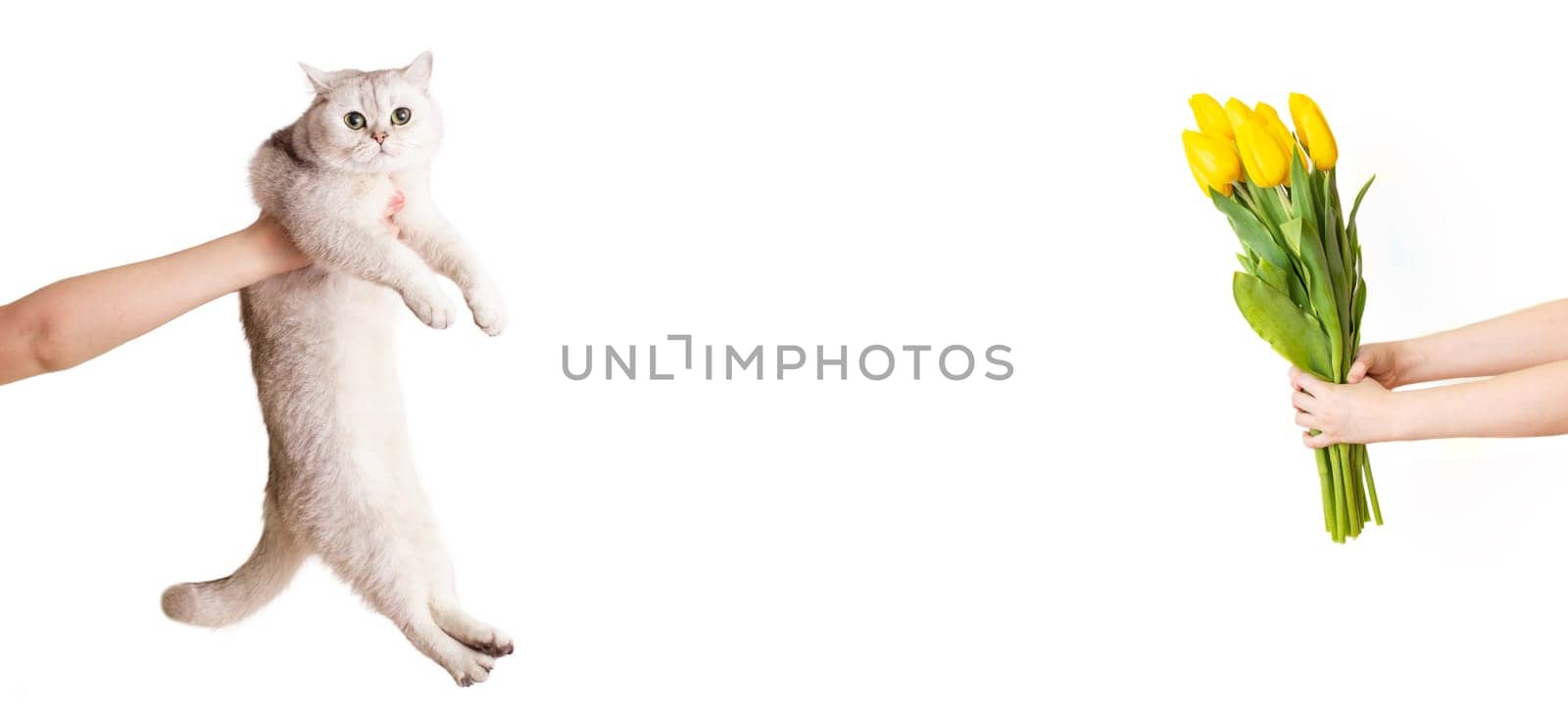 A white banner with outstretched hands holding a bouquet of yellow tulips and a white cat, on the other side. The concept of allergy to flowers and animal hair. Copy space