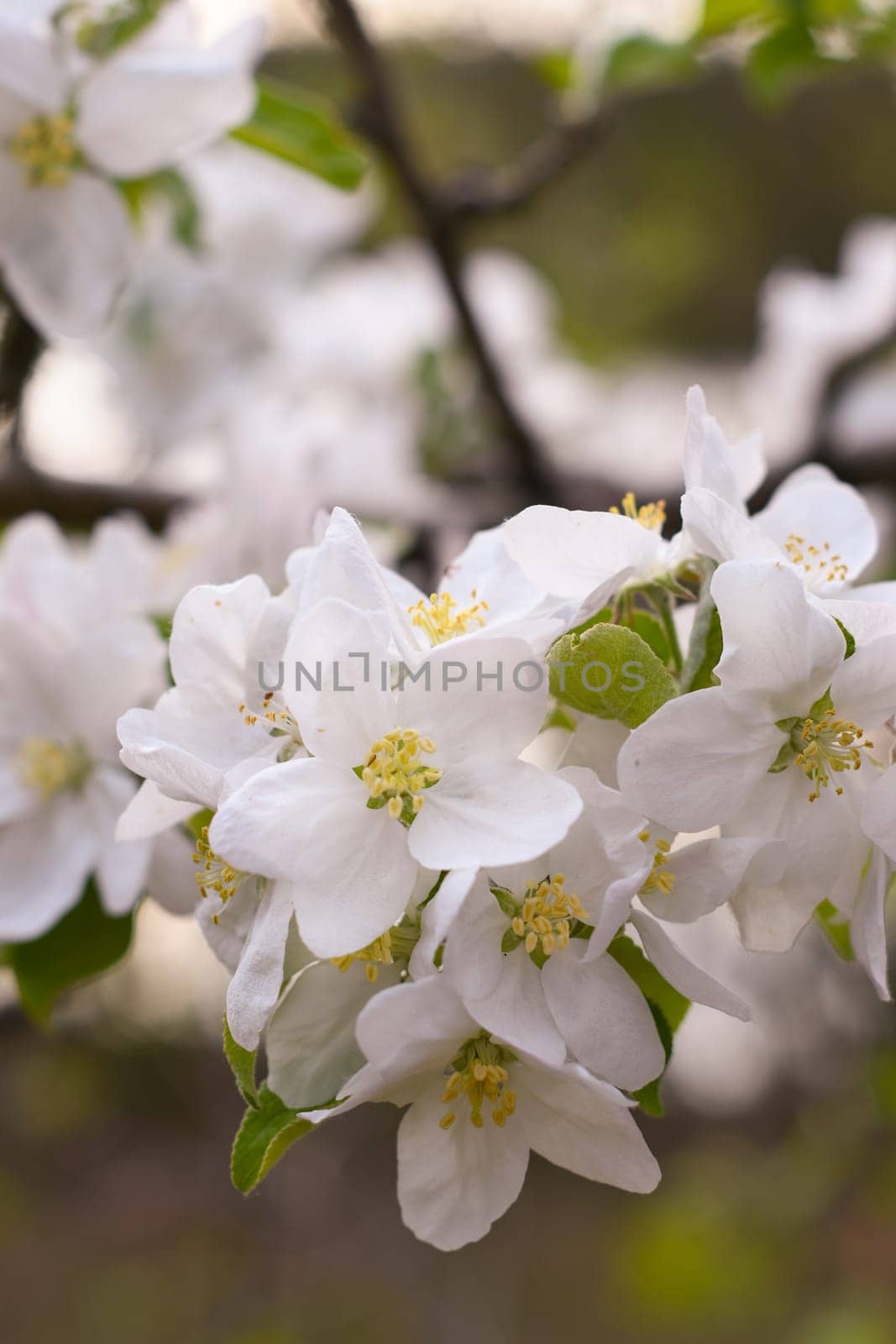 blooming apple tree branch with white flowers, early spring, beautiful nature, floral background. High quality photo