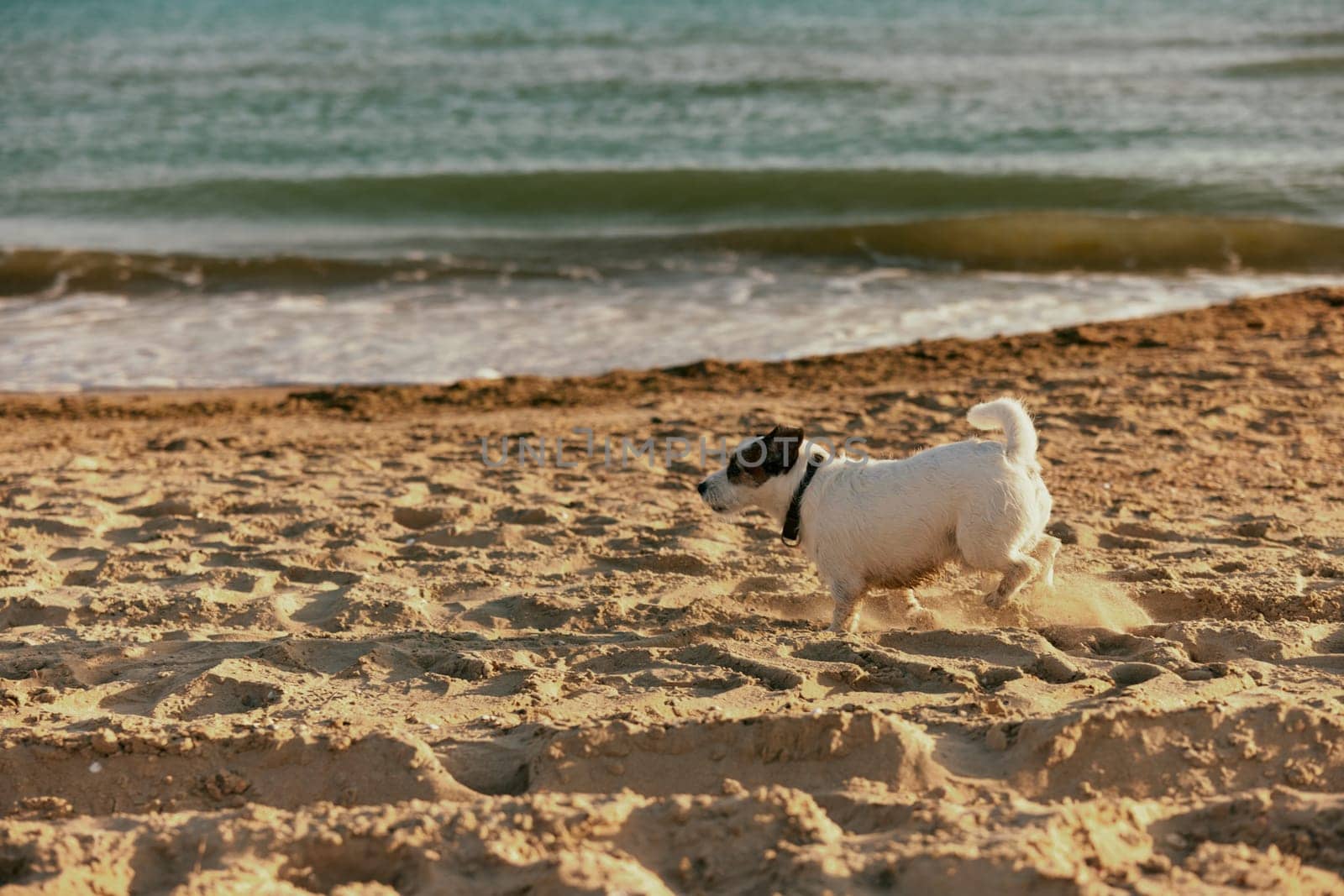 a small, cute, bright dog runs in the summer along the beach in the rays of the bright sun. High quality photo