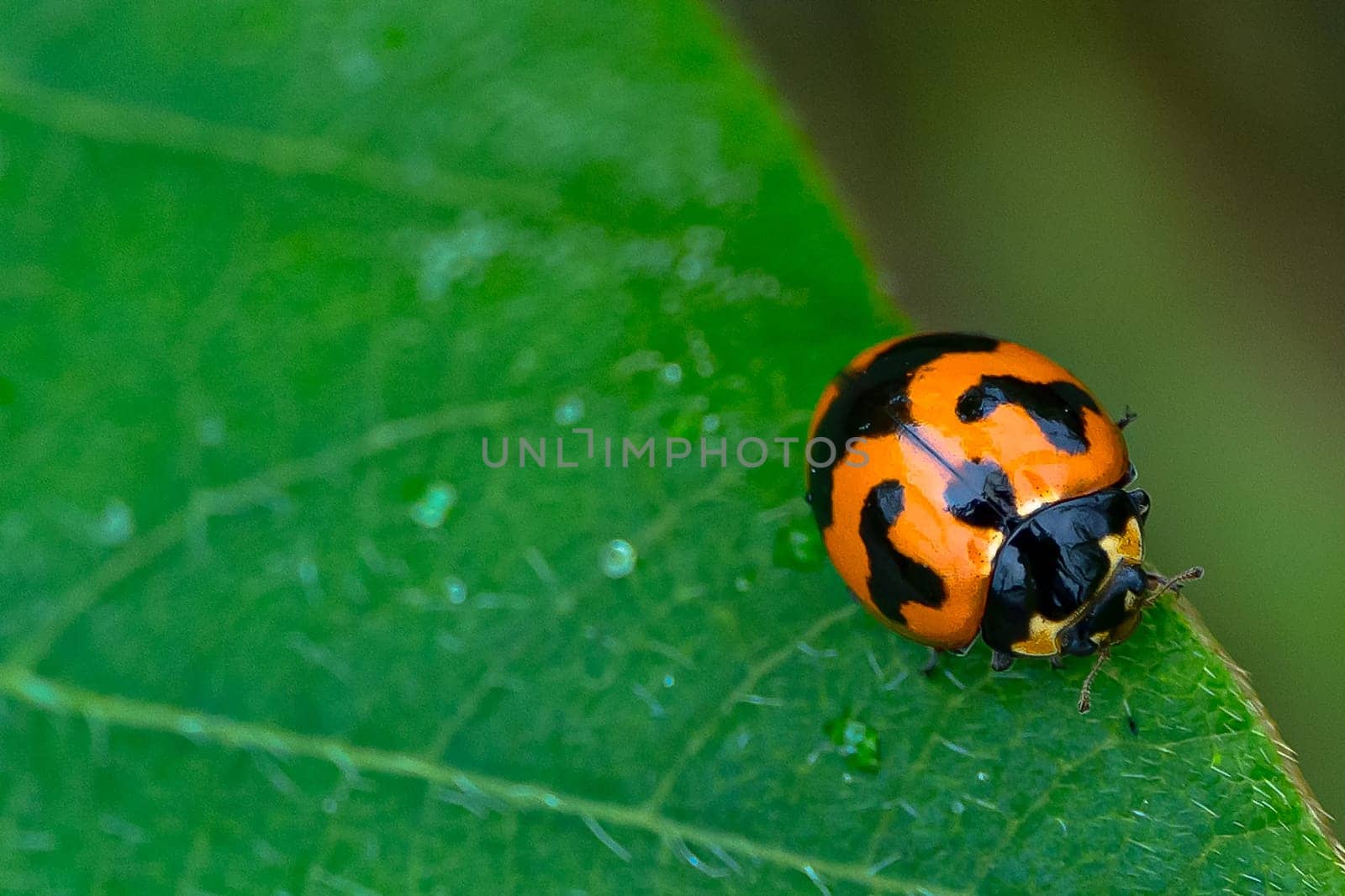 A red ladybug species Coccinella Transversalis on a green leaf in the forest. Copy space. Macro photogragaphy.