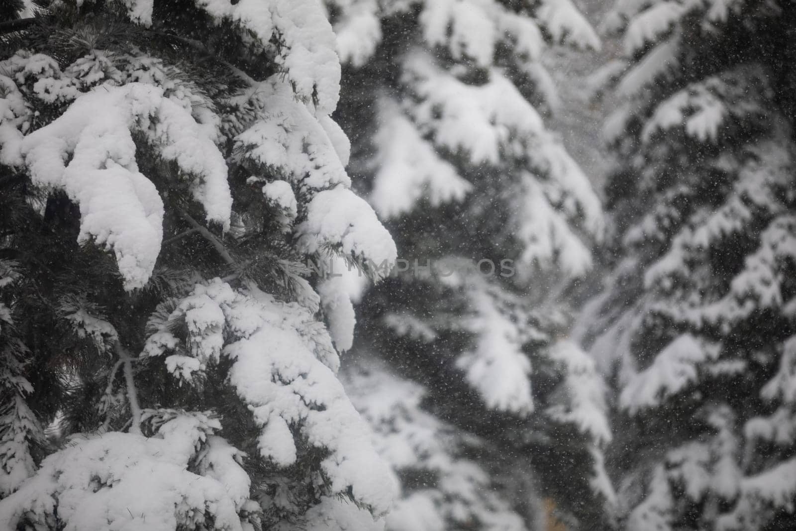 Snow falling visible on the background of coniferous tree branches. Large close-up on the branches of a coniferous tree. Observation of a snow blizzard in the midst of nature. The branches bend under the weight of the snow.