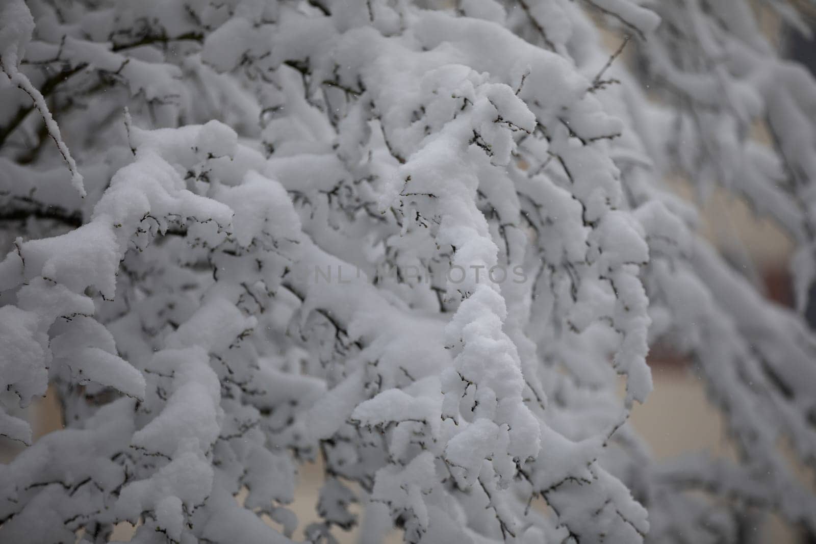 A very close-up on the branches of a leafless tree covered with a thick layer of fresh snow. The falling snow covers the trees and shrubs, which bend under its weight.