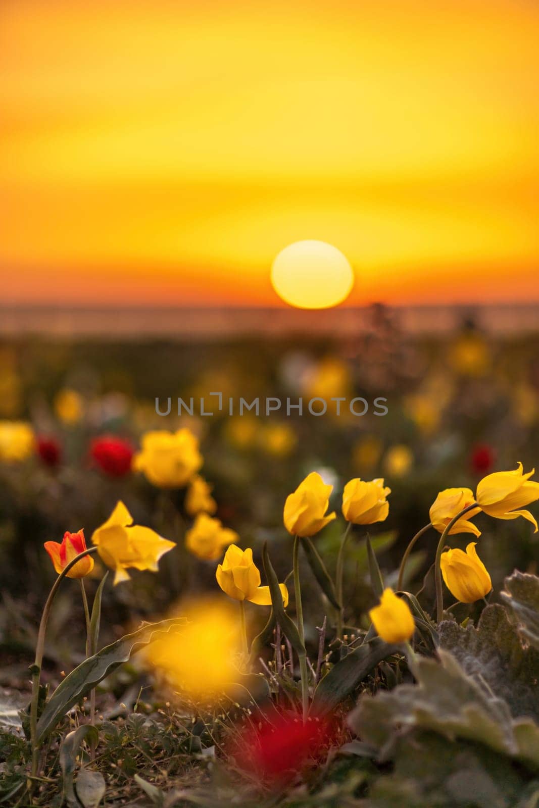 Wild tulip flowers at sunset, natural seasonal background. Multi-colored tulips Tulipa schrenkii in their natural habitat, listed in the Red Book. by Matiunina