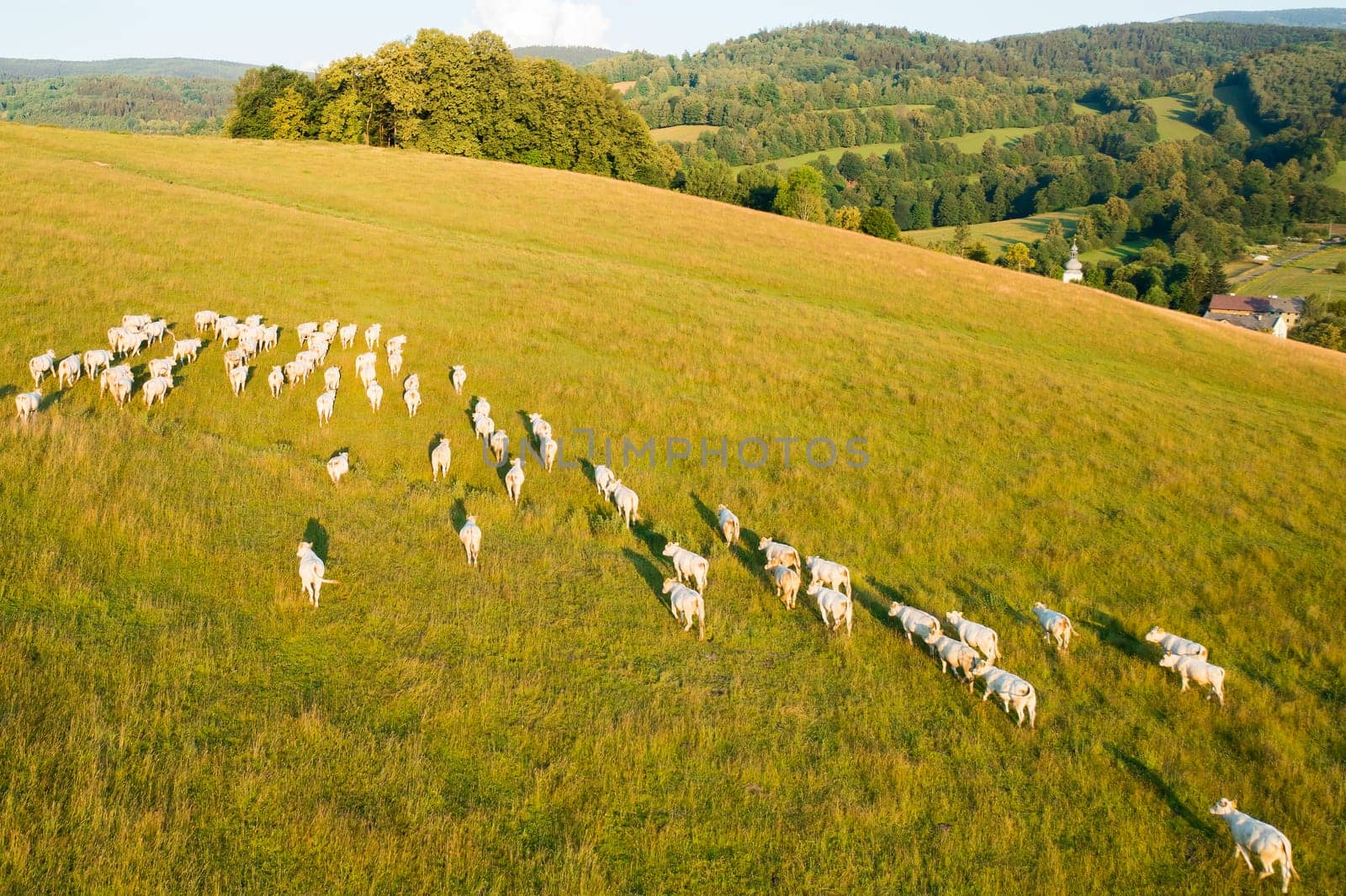 White cows graze on large mountain meadow with grass in highland. Herd of cattle on pasture in countryside on sunny summer day aerial view