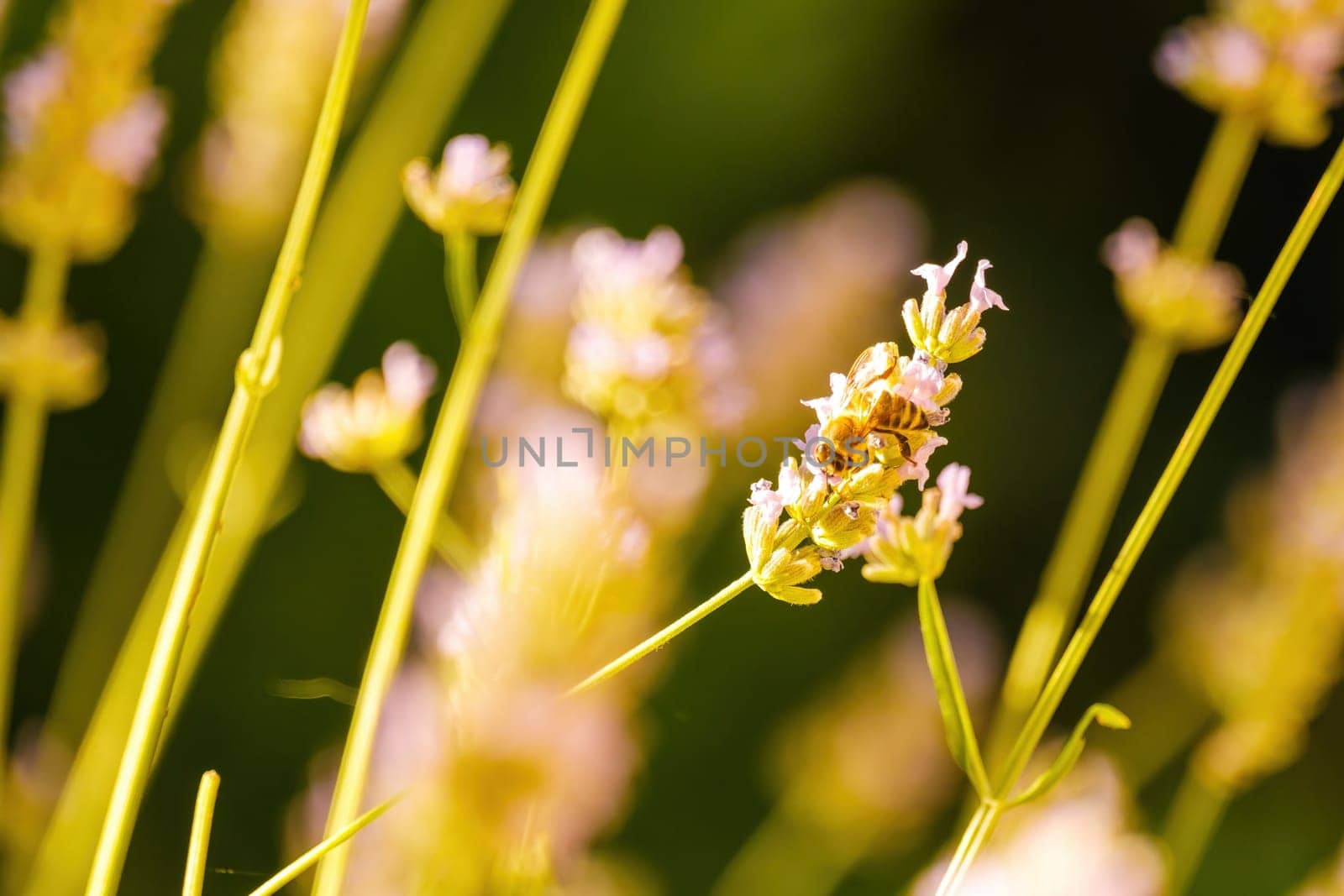 Bee pollinating a flower in sunlight in summer day.