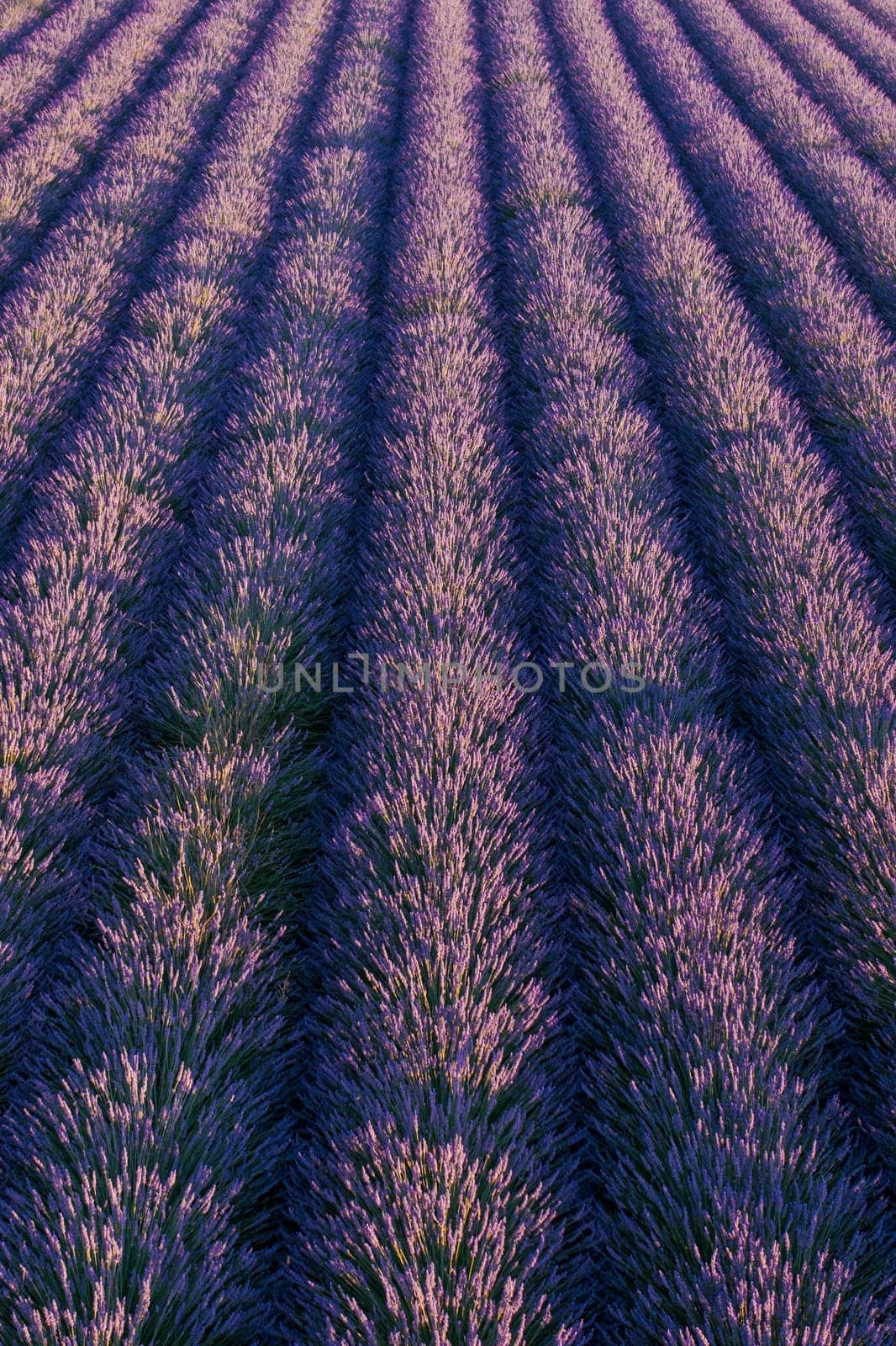 Top view of violet blooming lavender fields with even rows of bushes.