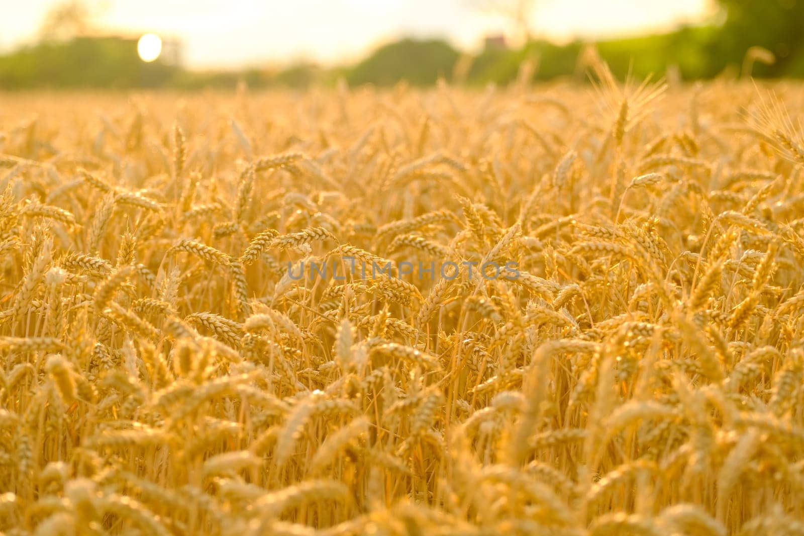 Ripe wheat field with golden spikelets at bright sunrise by vladimka