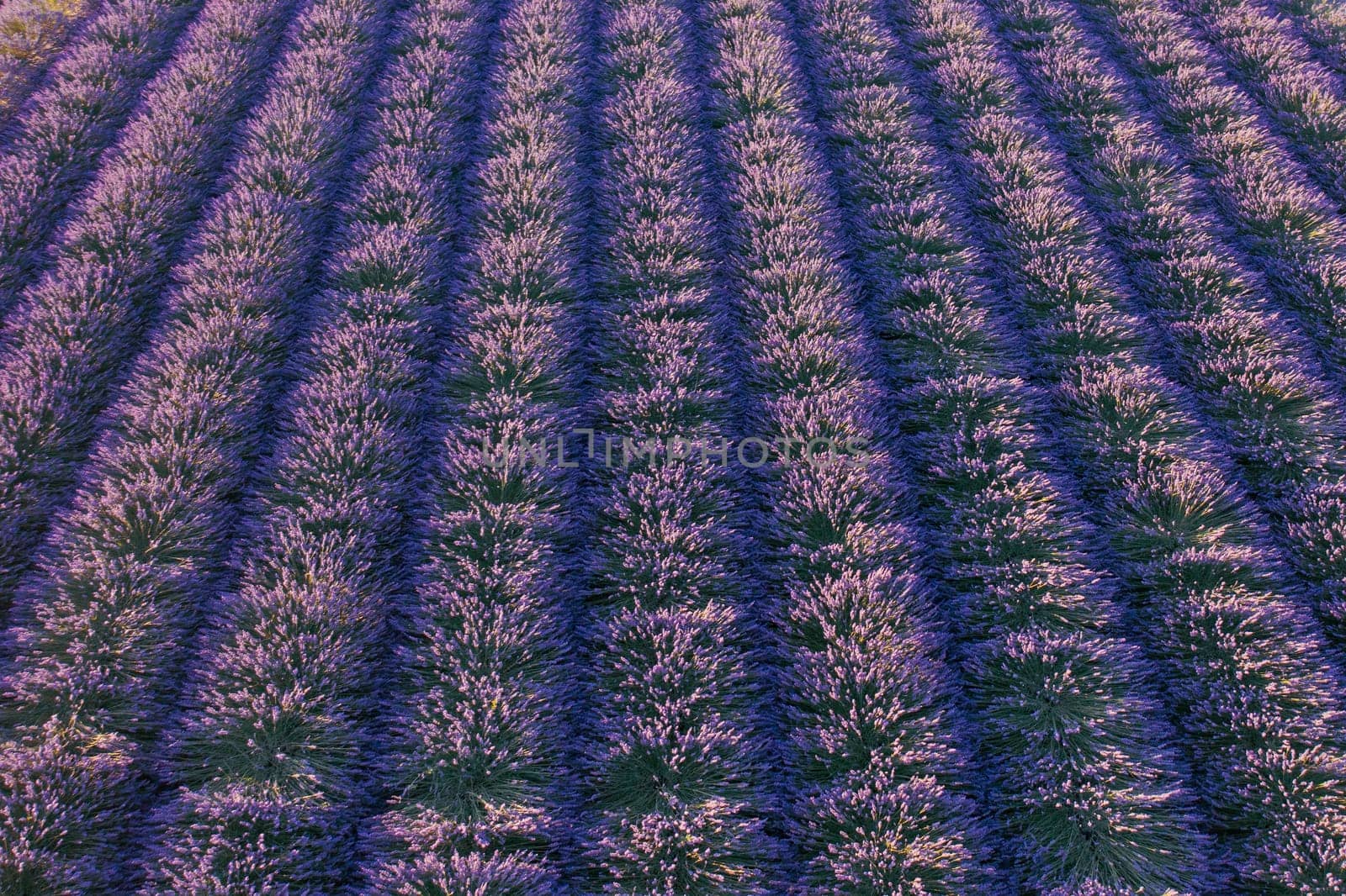 Purple blooming lavender field with even rows. Background and texture for modern design by vladimka