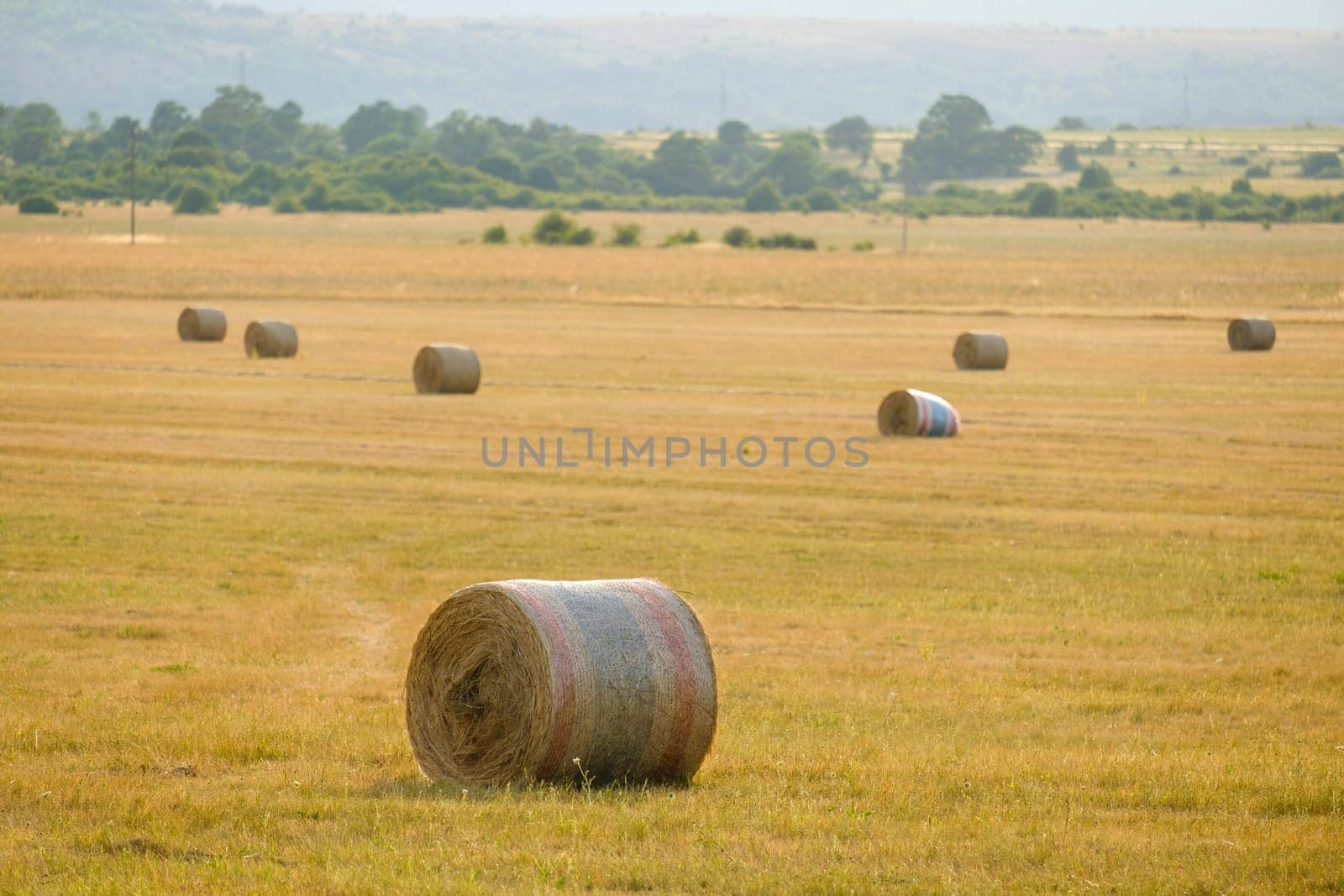 Large fresh bales of hay scattered on huge yellow field against distant forest. Bales of hay lying on field ready for feeding cattle closeup