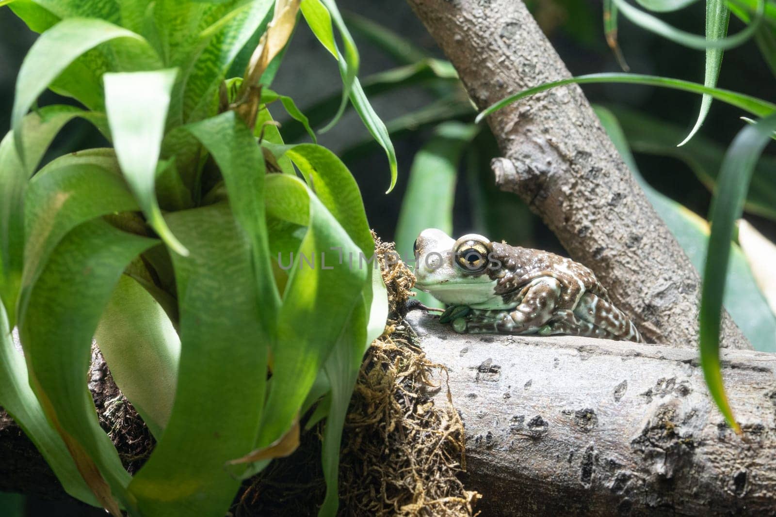 Amazon Milk Frog, Trachycephalus resinifictrix by alfotokunst