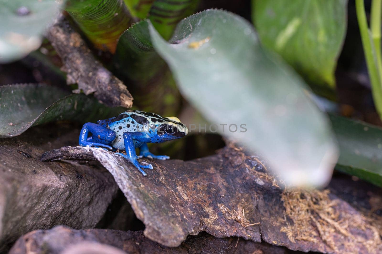 Close-up image of Dyeing poison frog (Dendrobates tinctorius)