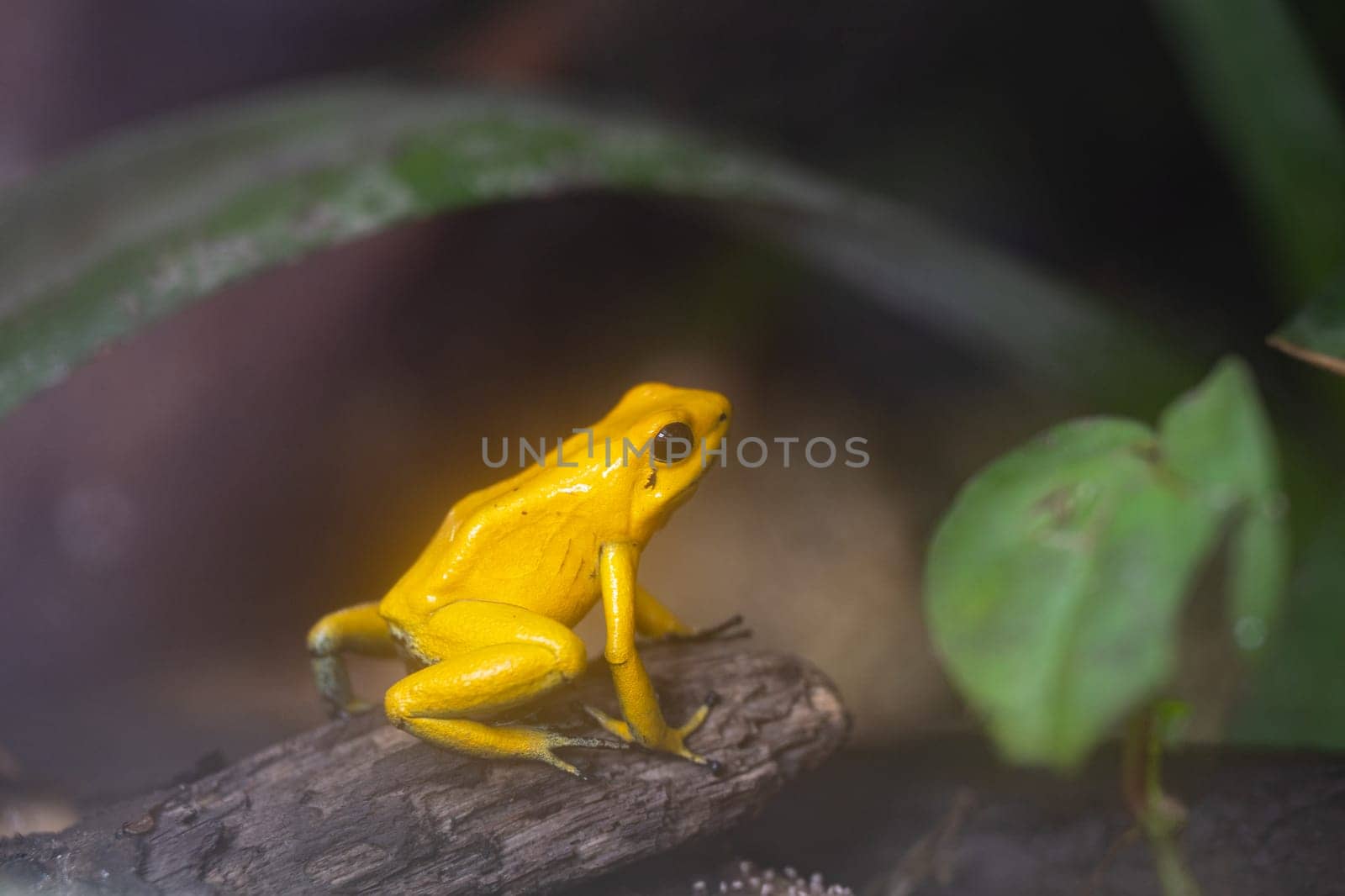 Close-up image of Golden dart frog (Phyllobates terribilis)