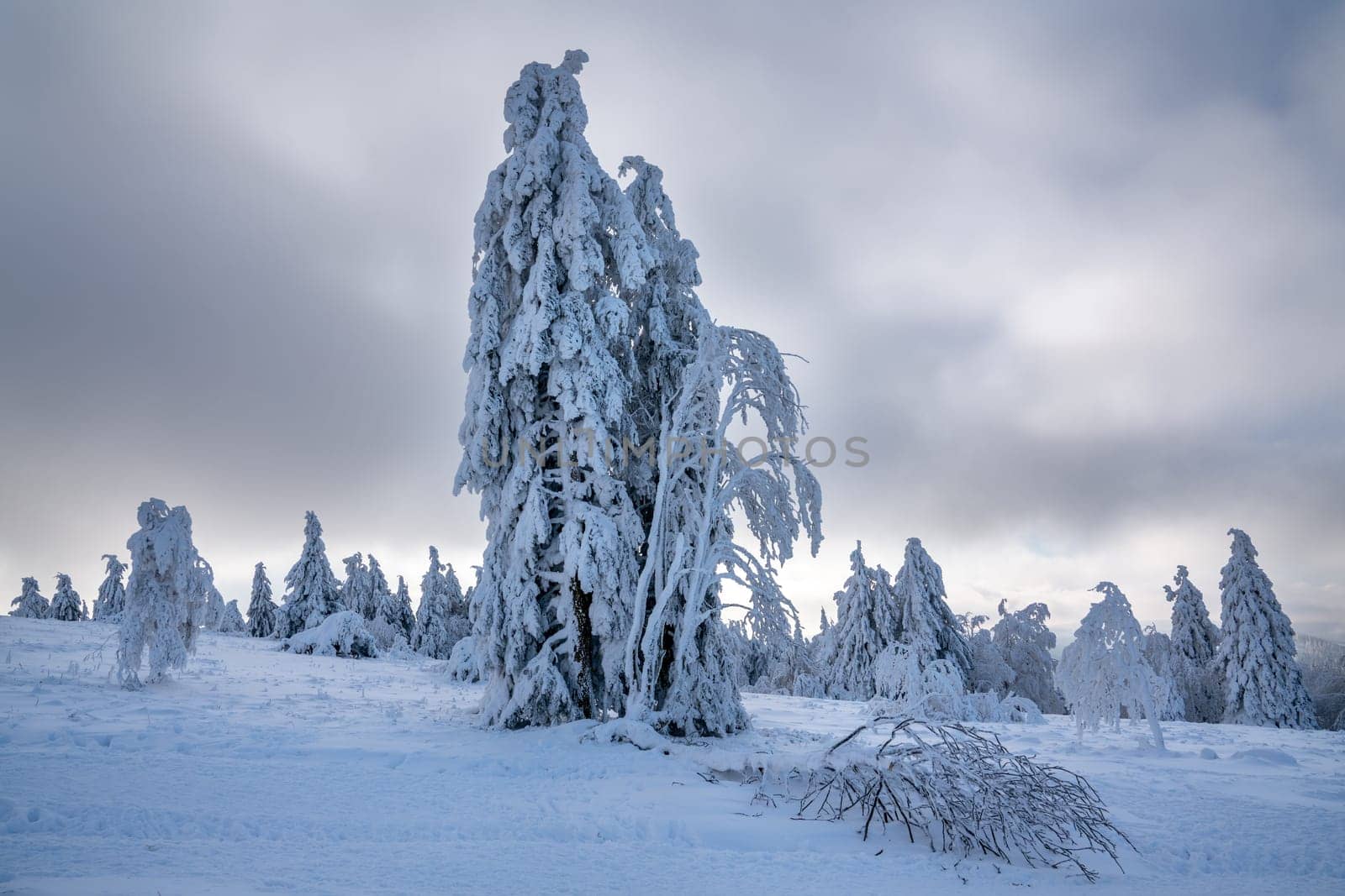 Panoramic landscape image of Kahler Asten during wintertime, Sauerland, Germany