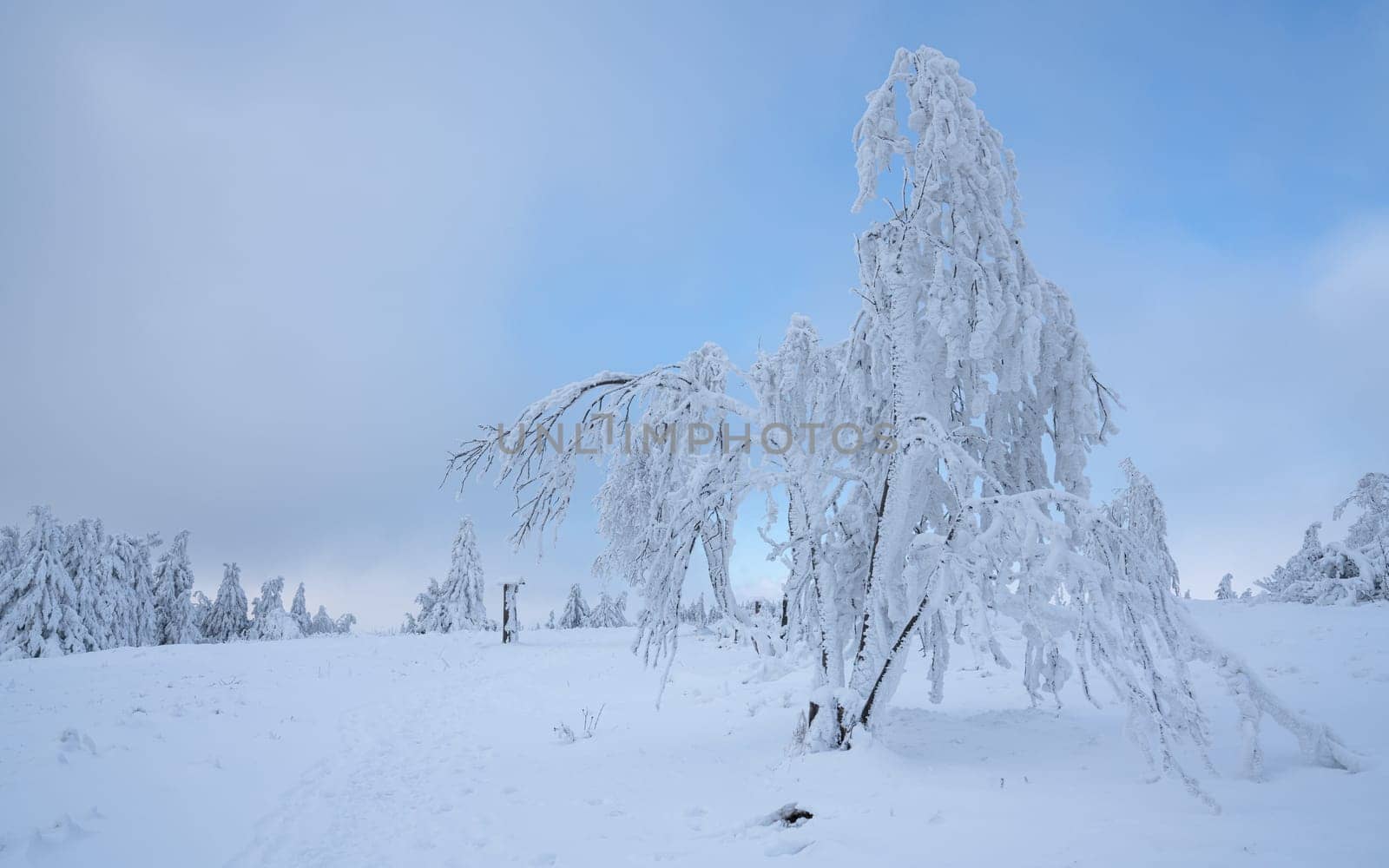 Panoramic landscape image of Kahler Asten during wintertime, Sauerland, Germany