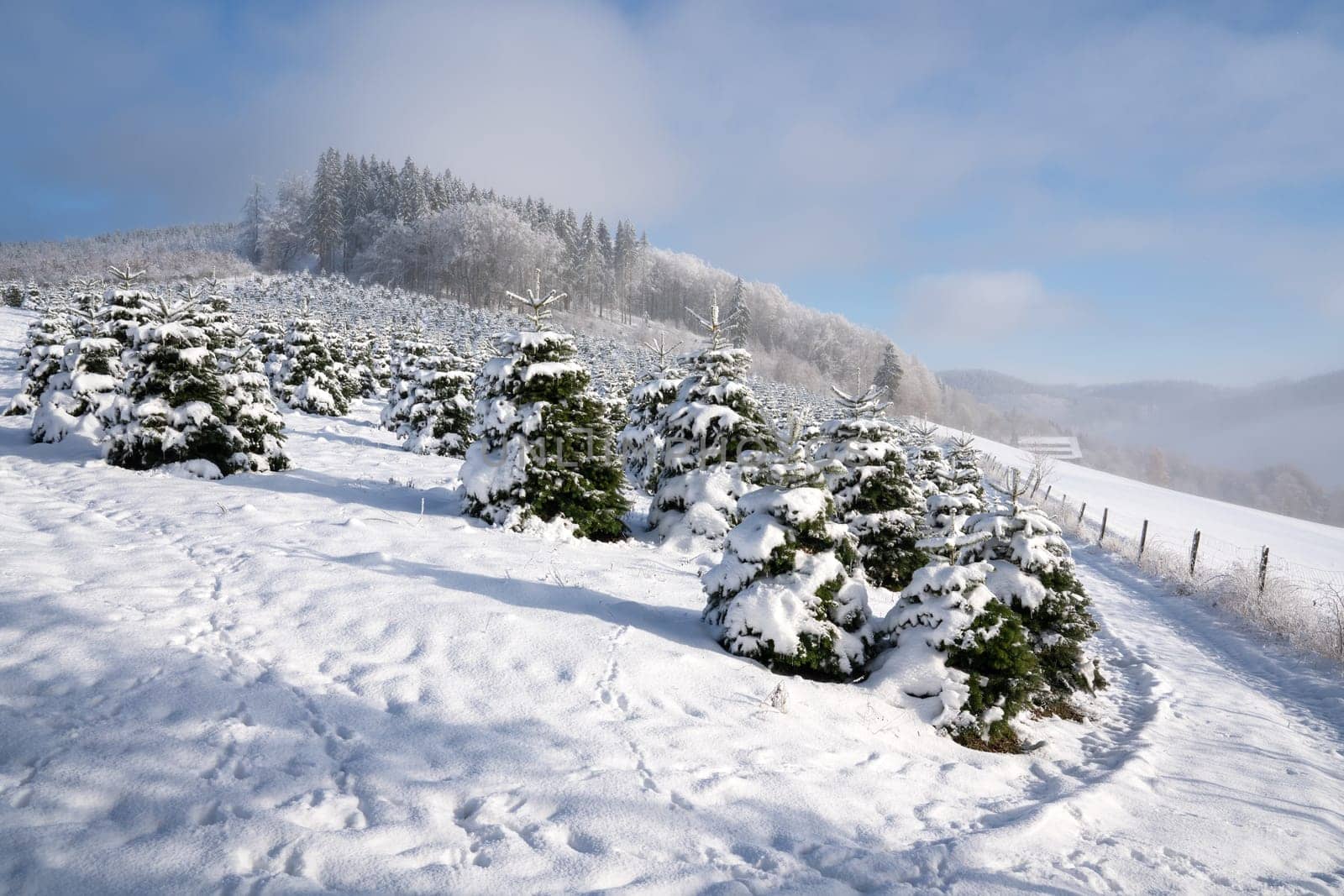 Panoramic image of winter landscape, Schmallenberg, Sauerland, Germany