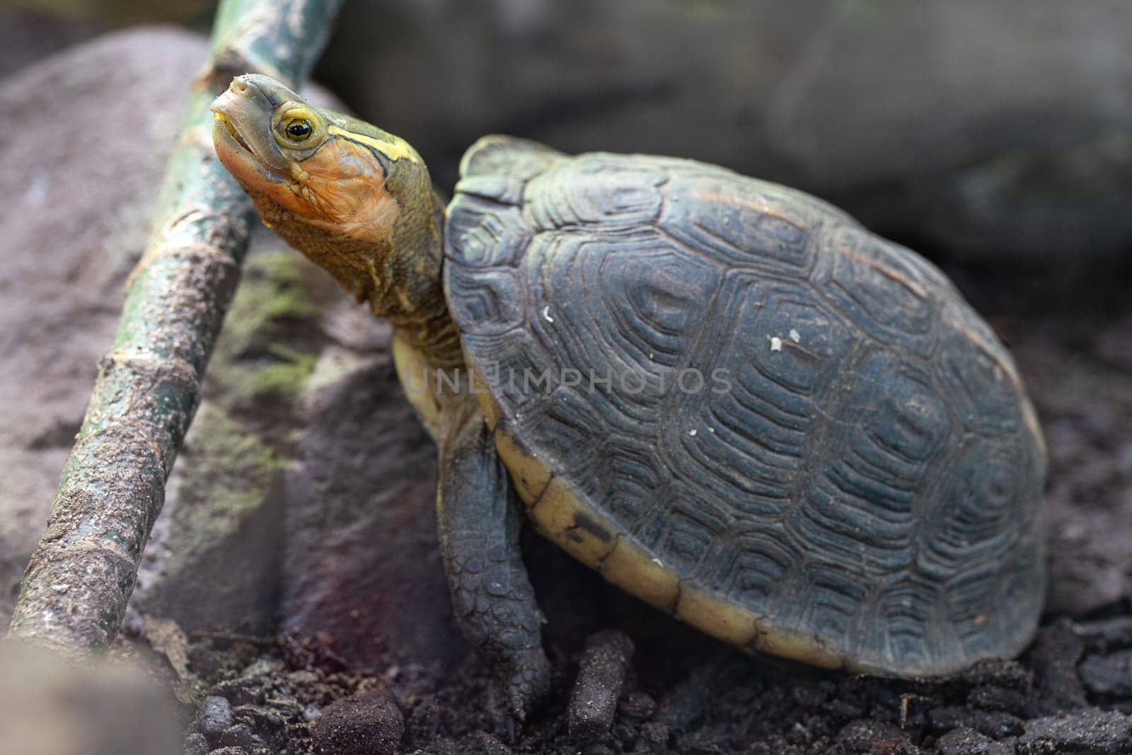 Close-up image of Chinese box turtle (Cuora flavomarginata)