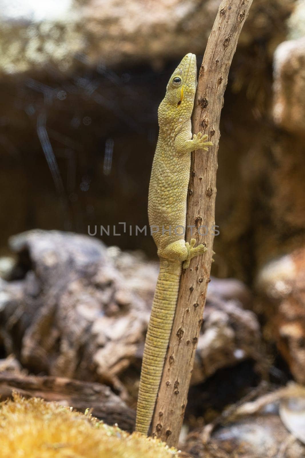 Bauers Chameleon Gecko, Eurydactylodes agricolae by alfotokunst