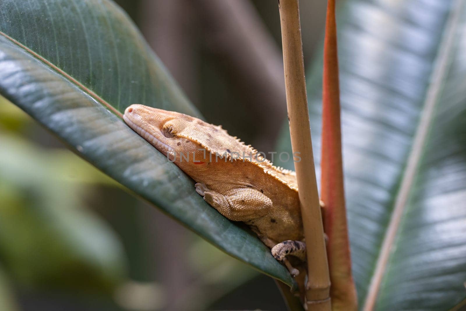 Close-up image of Eyelash gecko (Correlophus ciliatus)