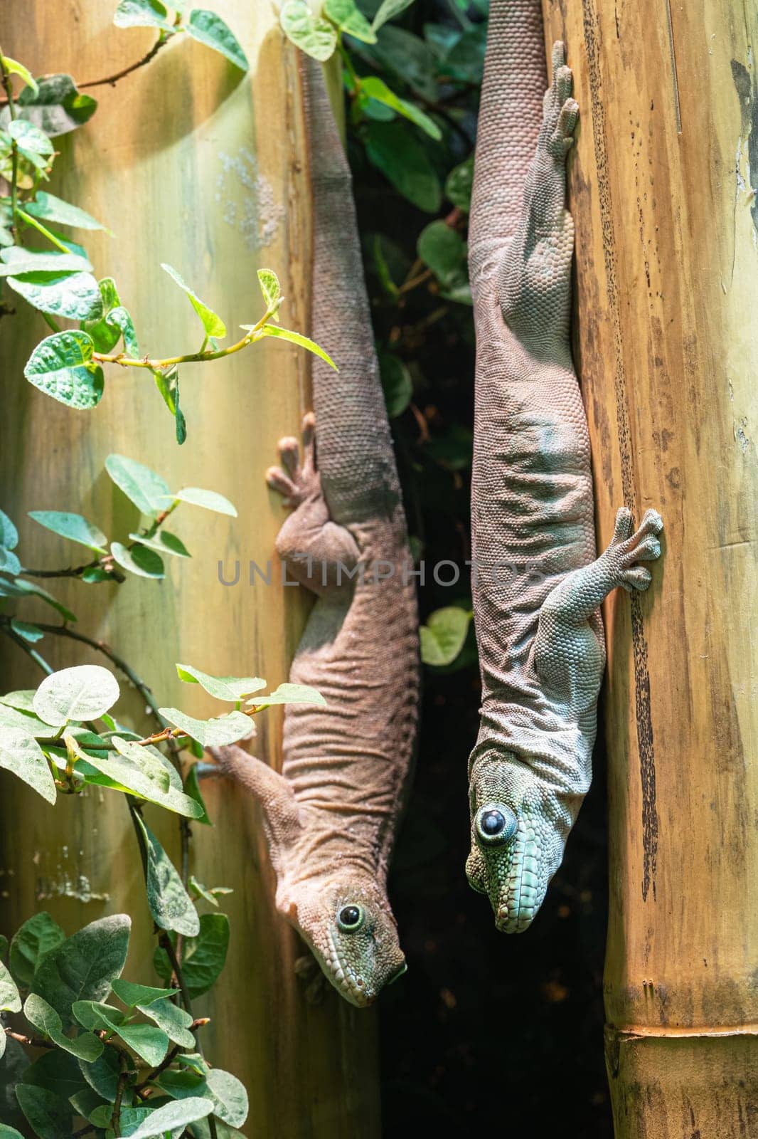 Banded Day Gecko, Phelsuma standingi by alfotokunst