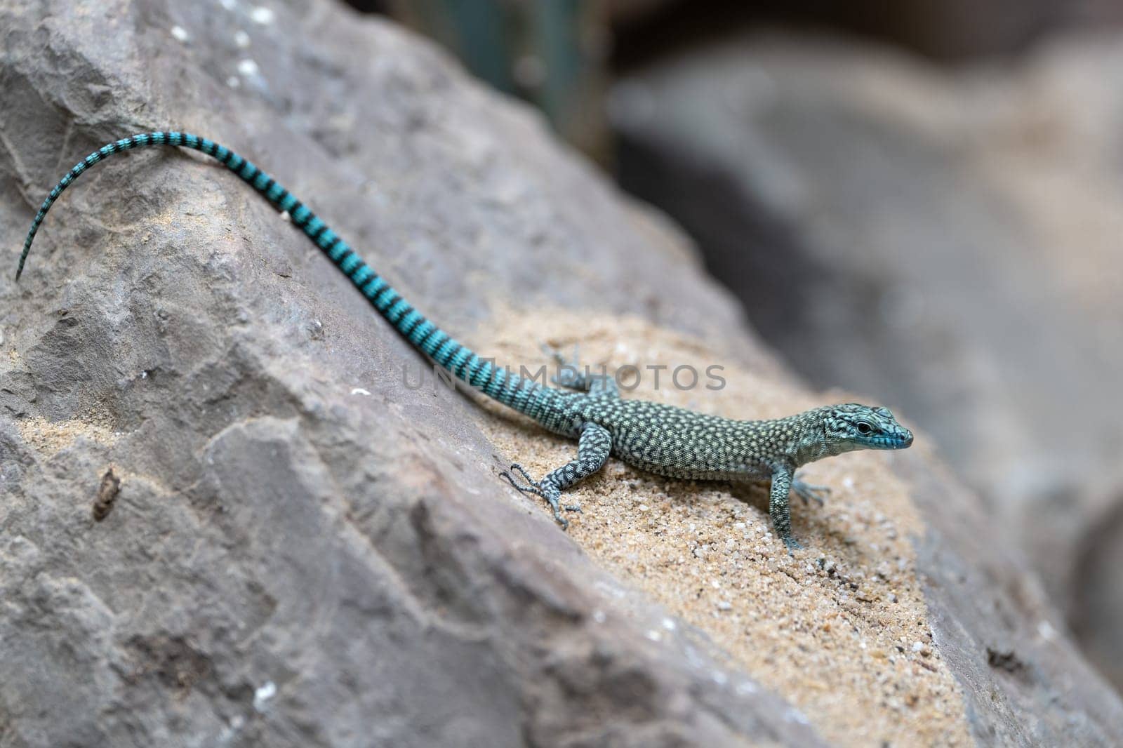 Close-up image of Sharp-snouted lizard (Dalmatolacerta oxycephala)