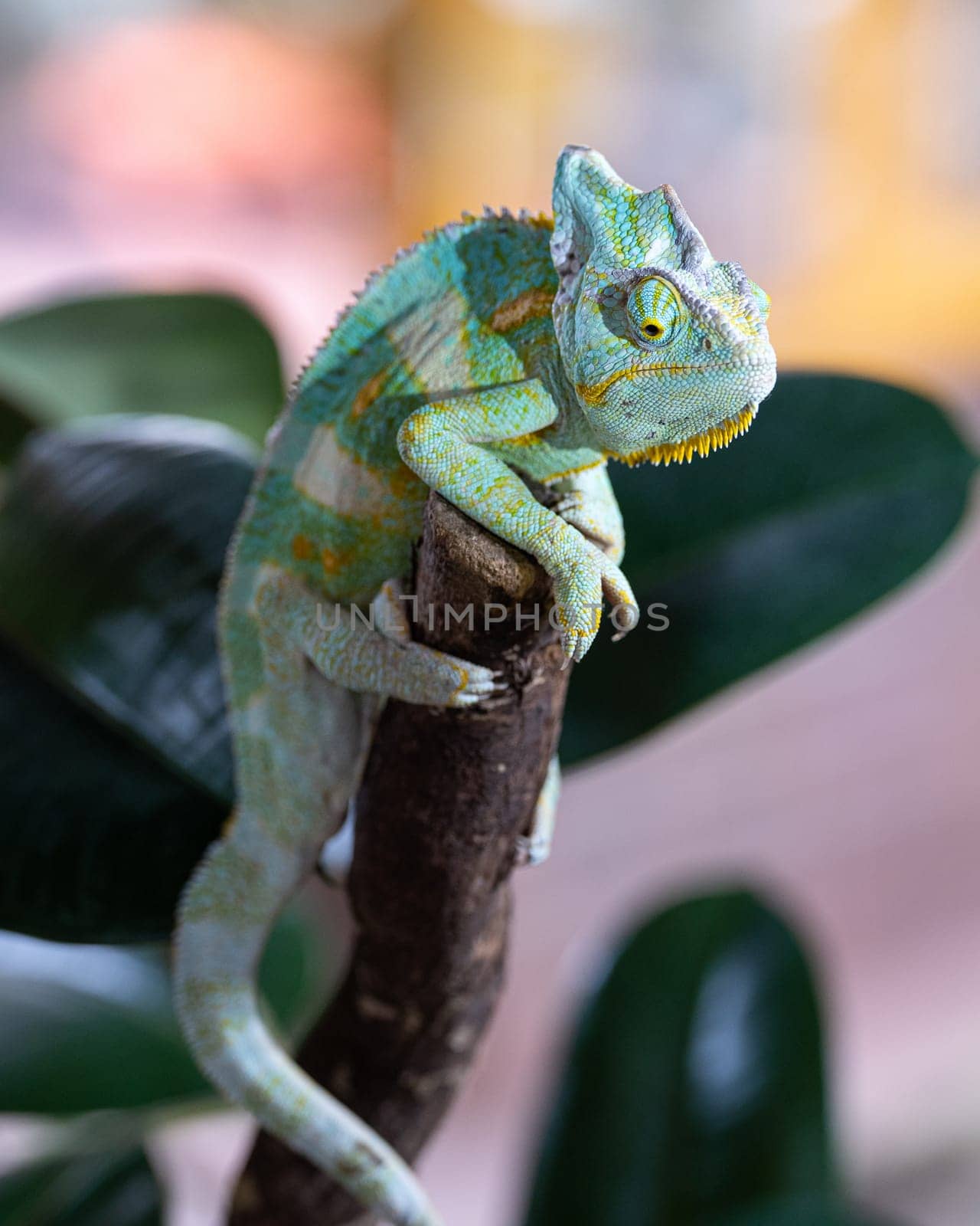 Yemen chameleon, Chamaeleo calyptratus by alfotokunst