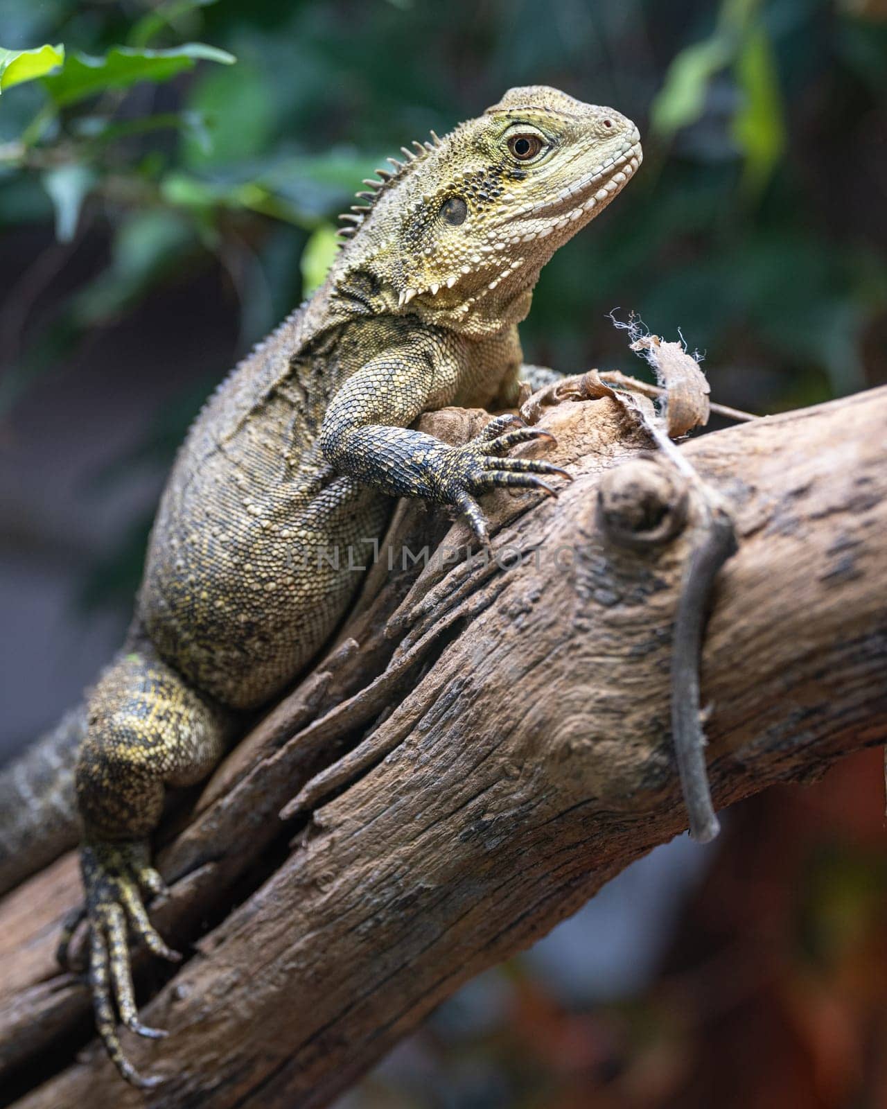 Close up image of Australian water dragon (Intellagama lesueurii howittii)