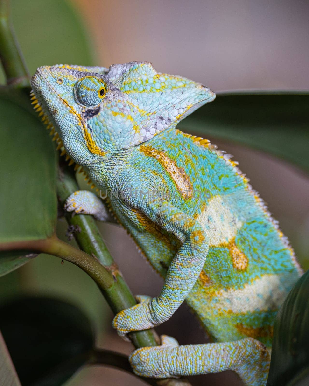 Yemen chameleon, Chamaeleo calyptratus by alfotokunst