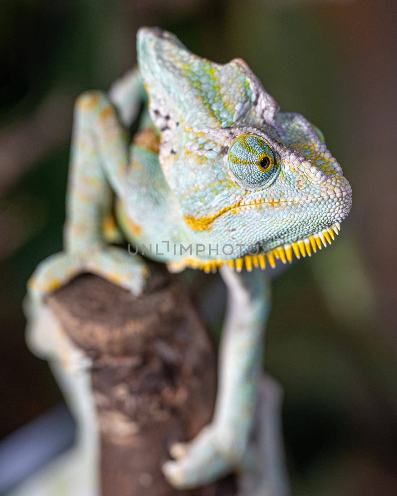 Yemen chameleon, Chamaeleo calyptratus by alfotokunst