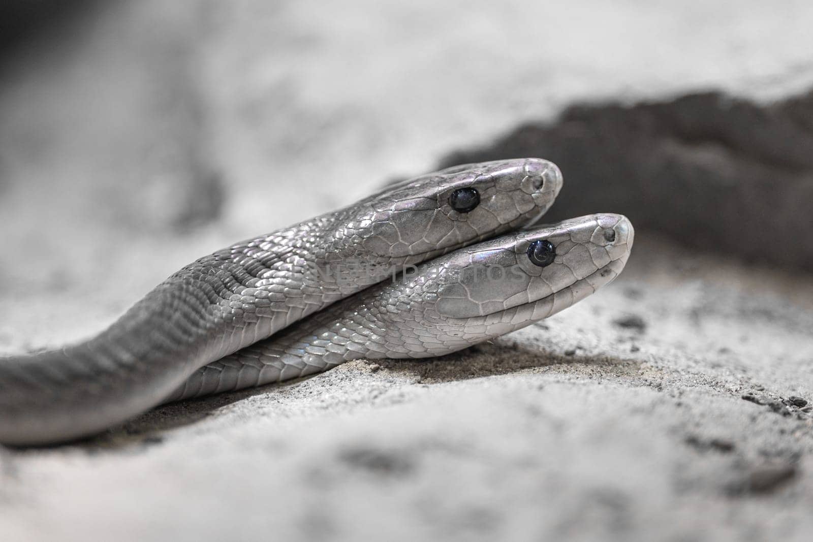 Close-up image of Black Mamba (Dendroaspis polylepis)