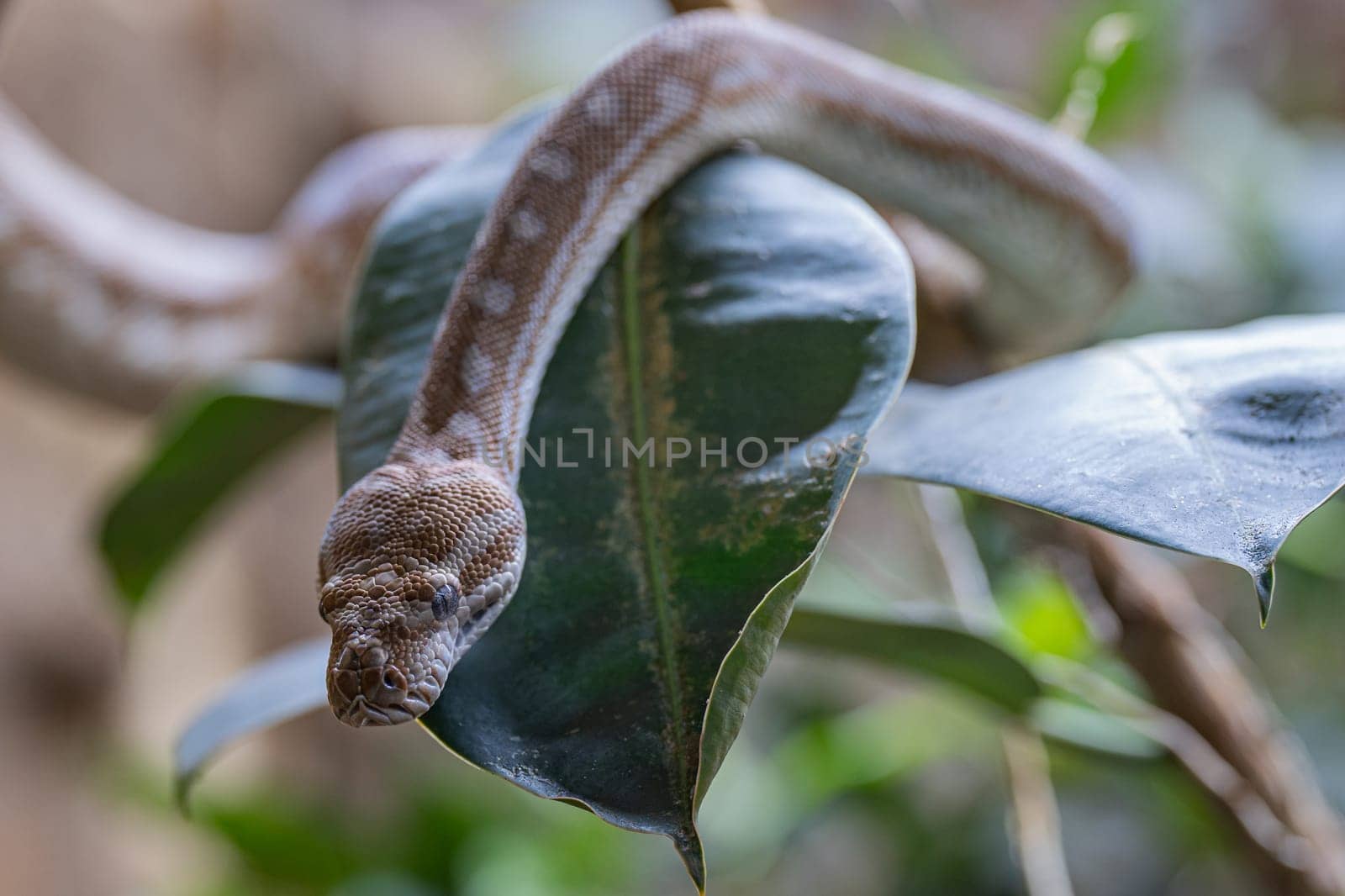 Close-up image of Central Australian Carpet Python (Morelia bredli)